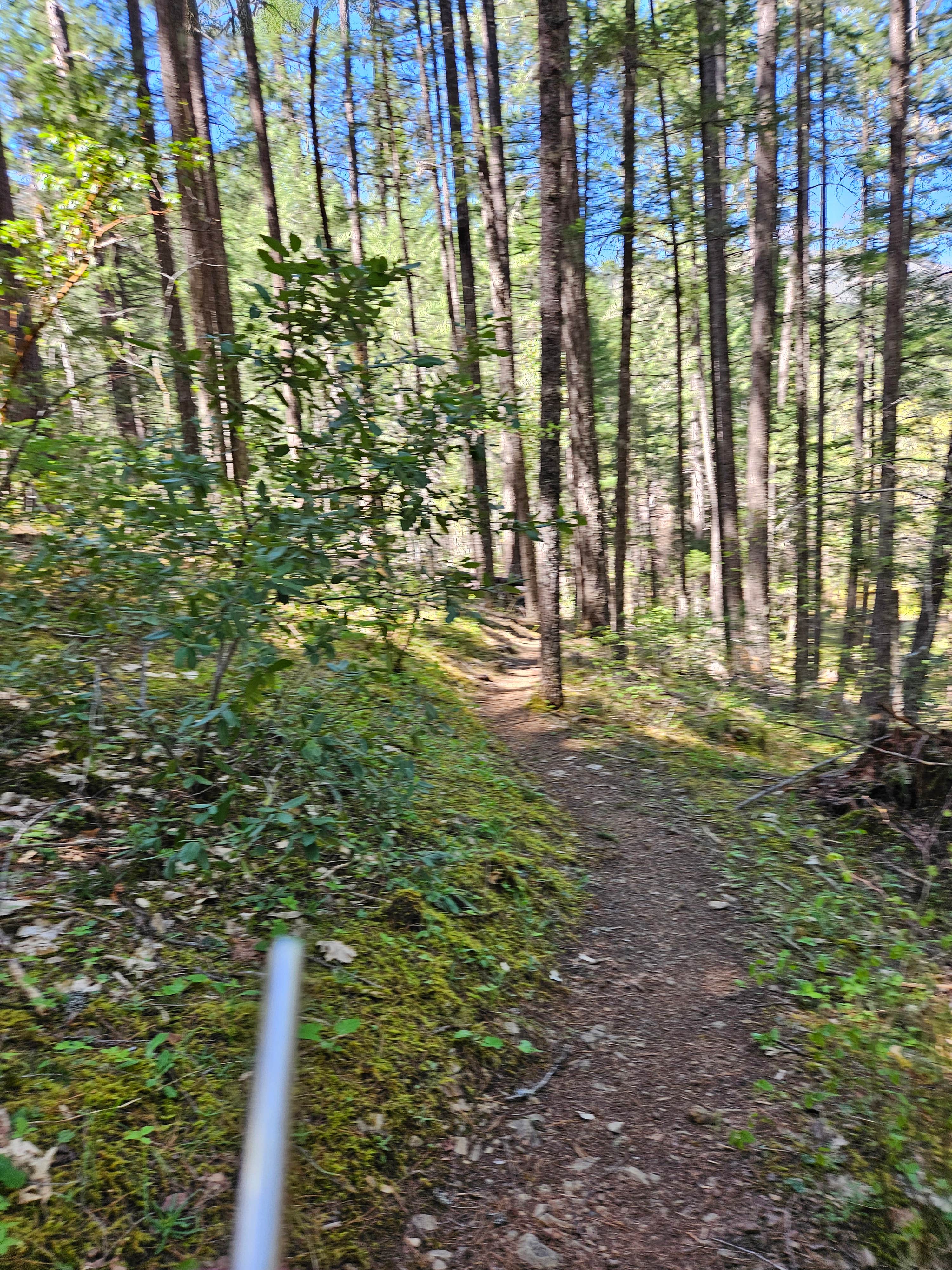 Camper-submitted photo at Laughing Alpaca Campground near Cave Junction, OR