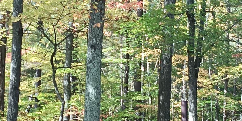 Camper submitted image from Laurel Lake Campground — Chequamegon Nicolet NF