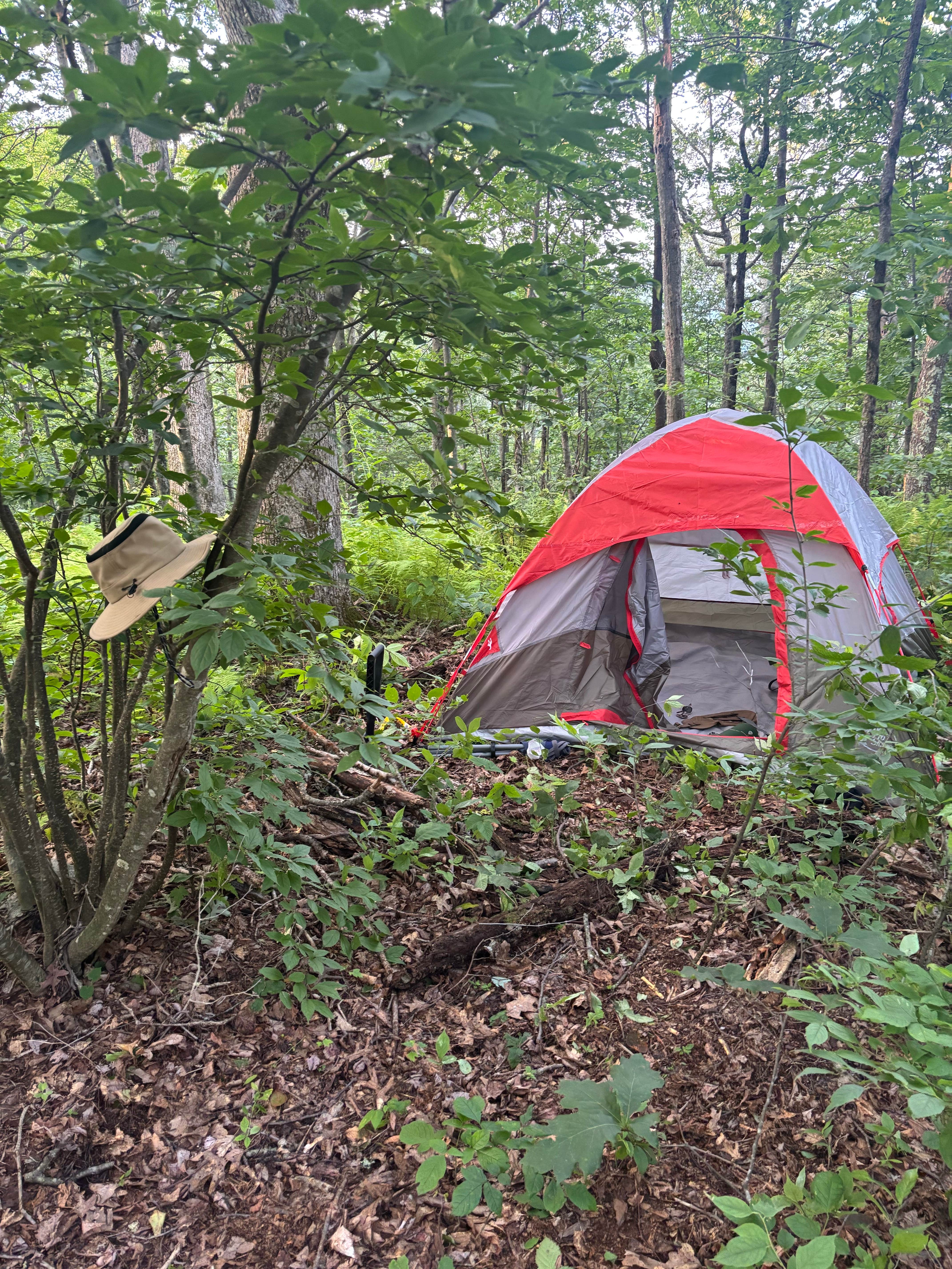Allan M.'s photo of tent camping at Laurel Prong Trail Dispersed near Culpeper, VA