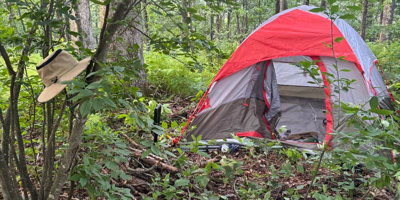 Camper submitted image from Laurel Prong Trail Dispersed