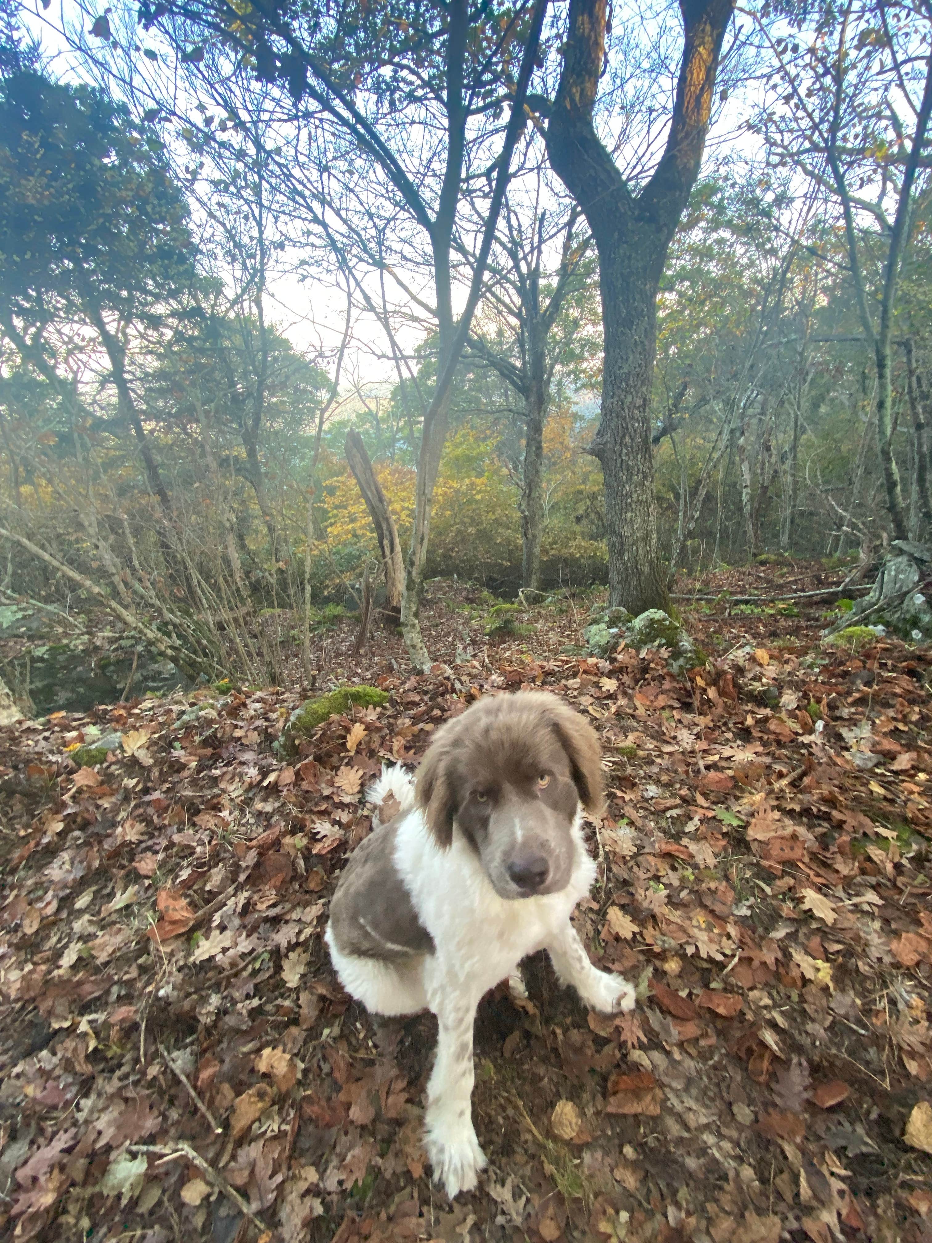 Camper-submitted photo at Laurel Prong Trail Dispersed near Culpeper, VA