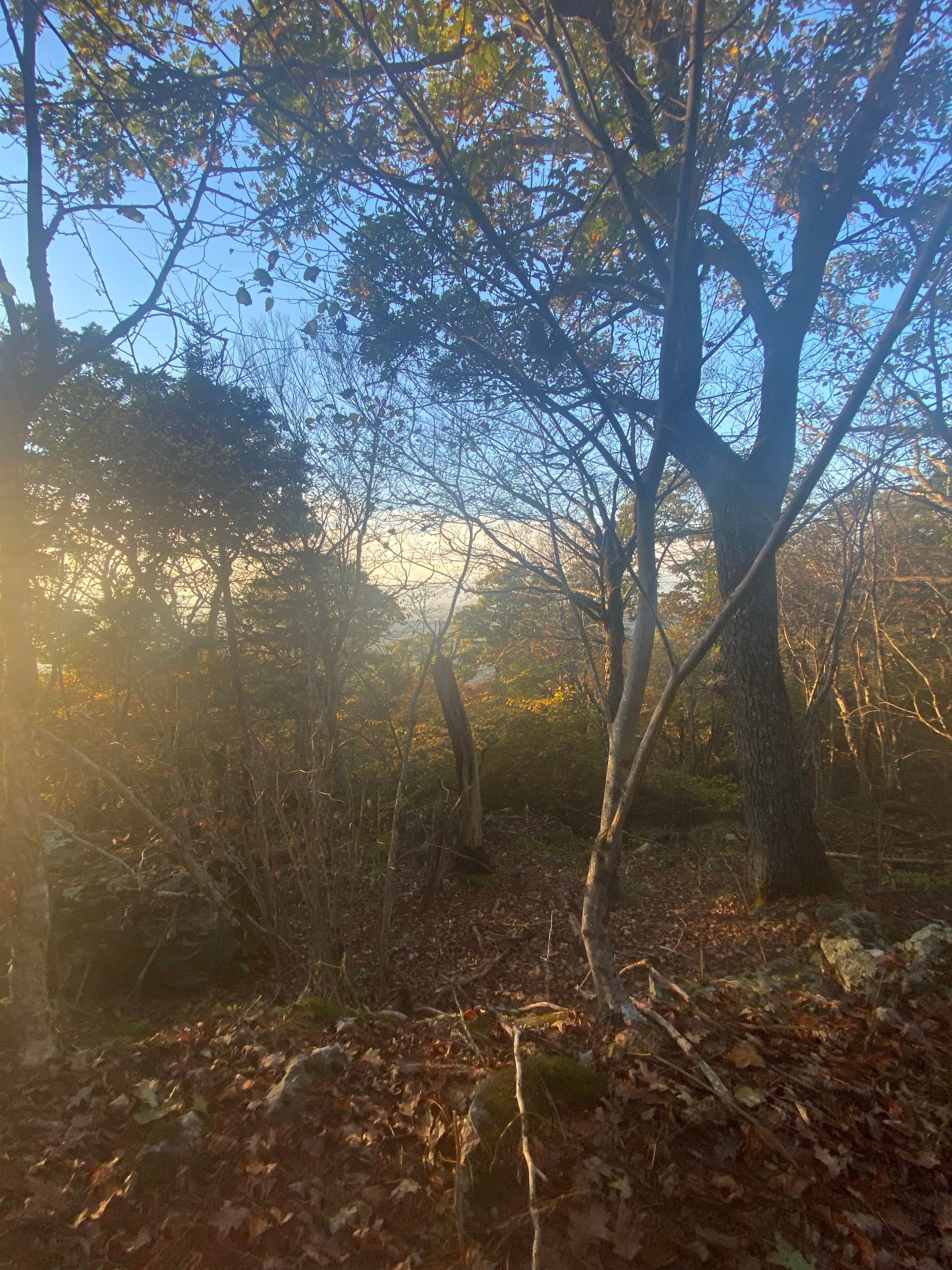 Camper-submitted photo at Laurel Prong Trail Dispersed near Culpeper, VA