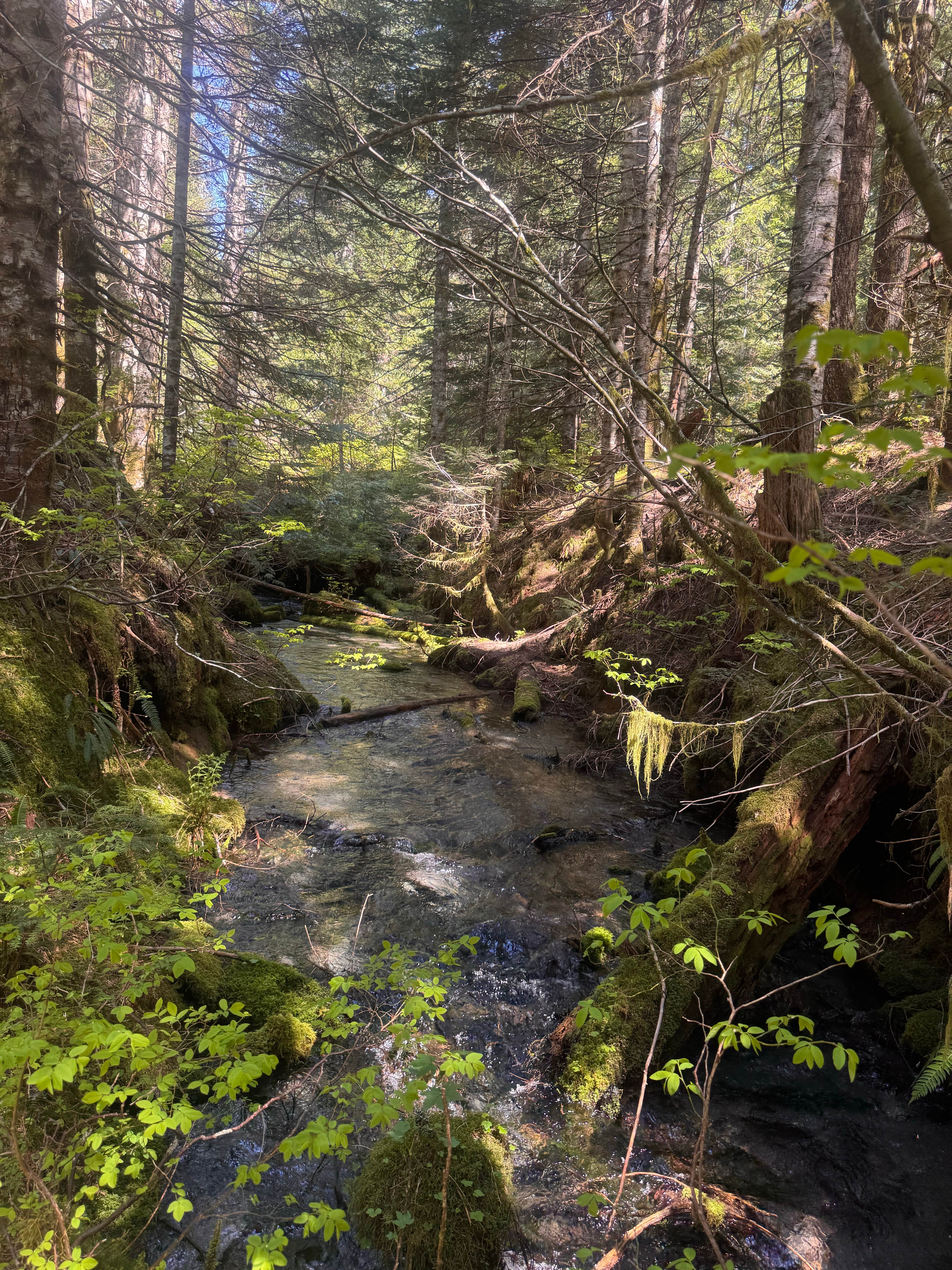 Camper-submitted photo at lava canyon, Cougar, Washington near Silverlake, WA