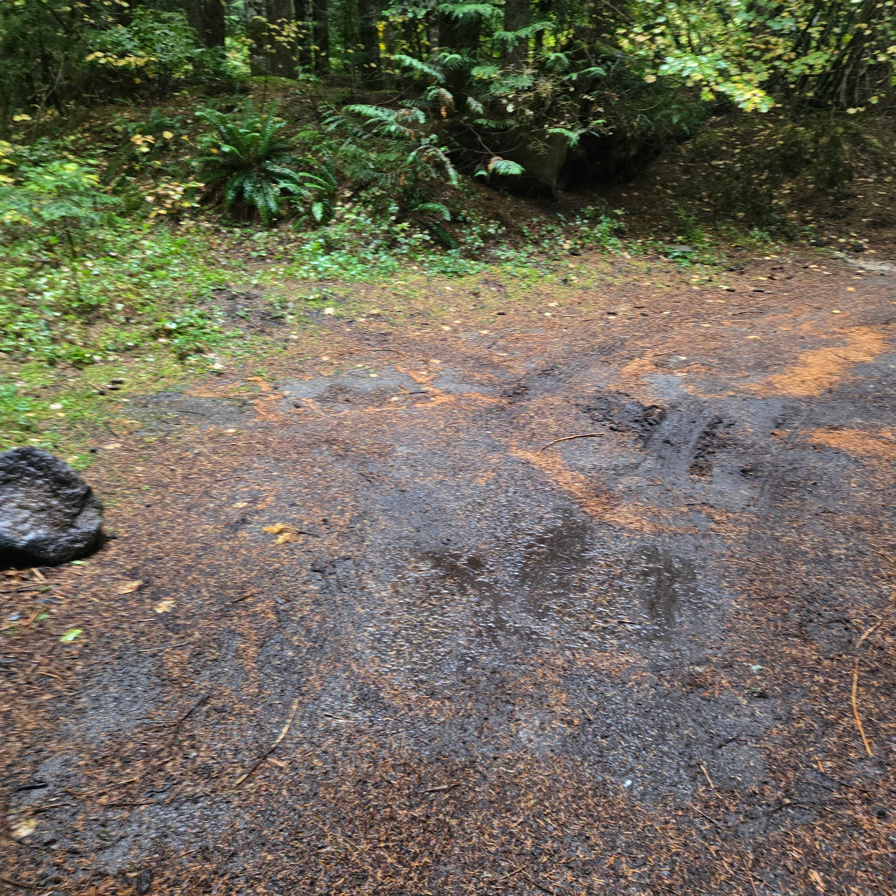 Camper-submitted photo at lava canyon, Cougar, Washington near Longview, WA