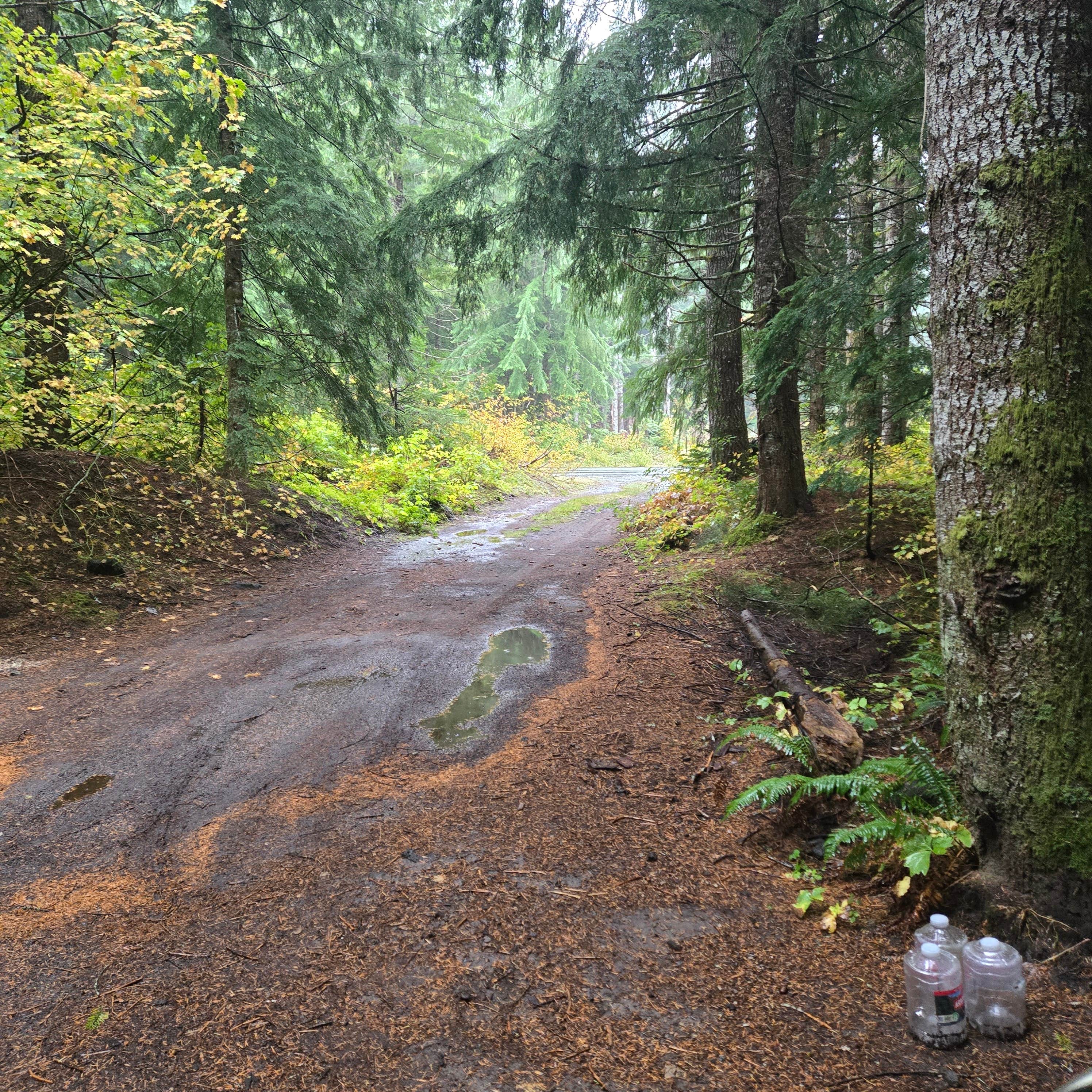Camper-submitted photo at lava canyon, Cougar, Washington near Longview, WA