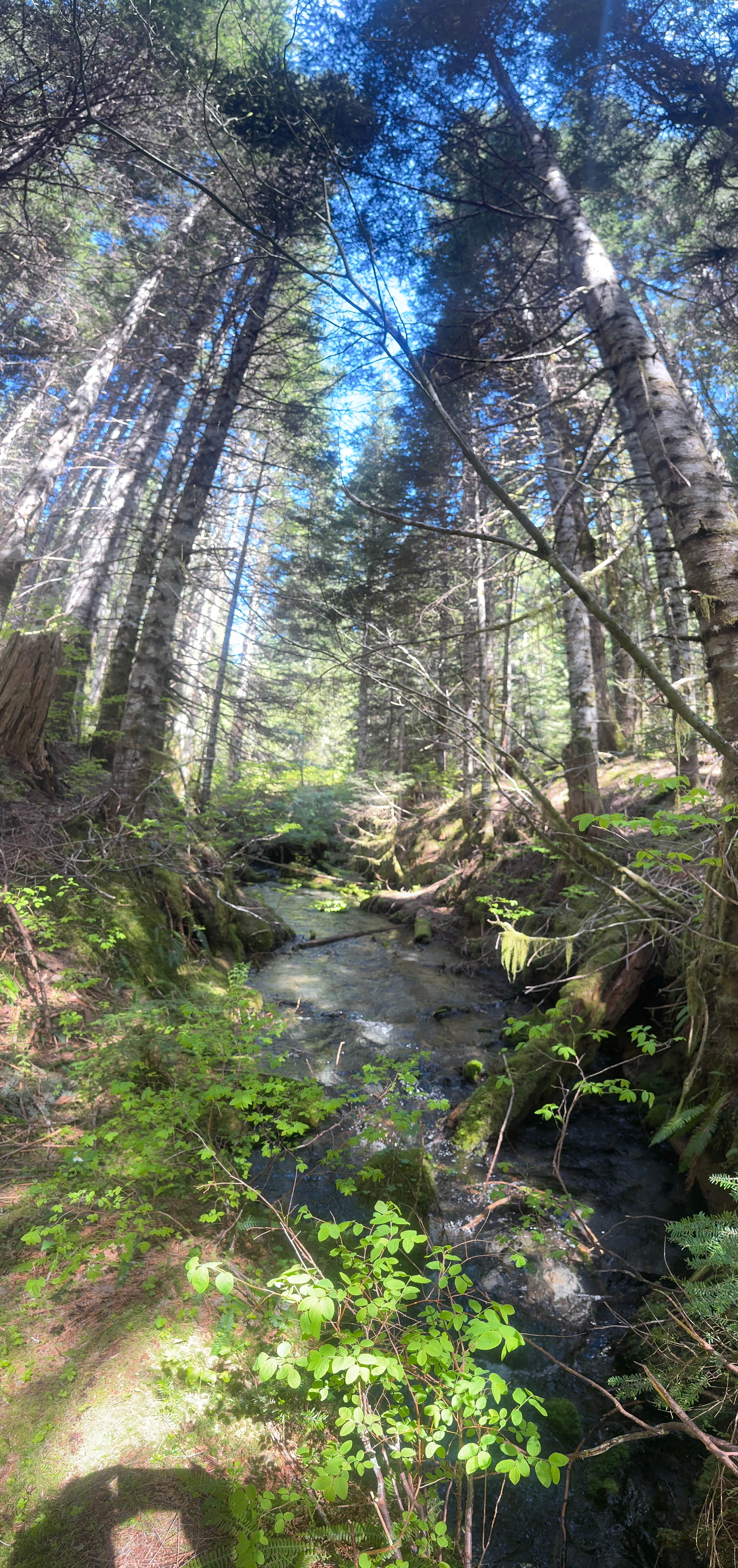 Camping near Beaver Bay Campground: lava canyon, Cougar, Washington, Cougar, Washington