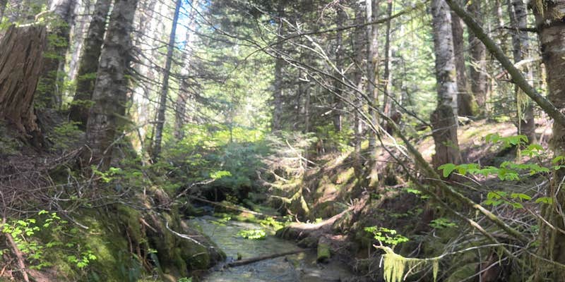Camper submitted image from lava canyon, Cougar, Washington