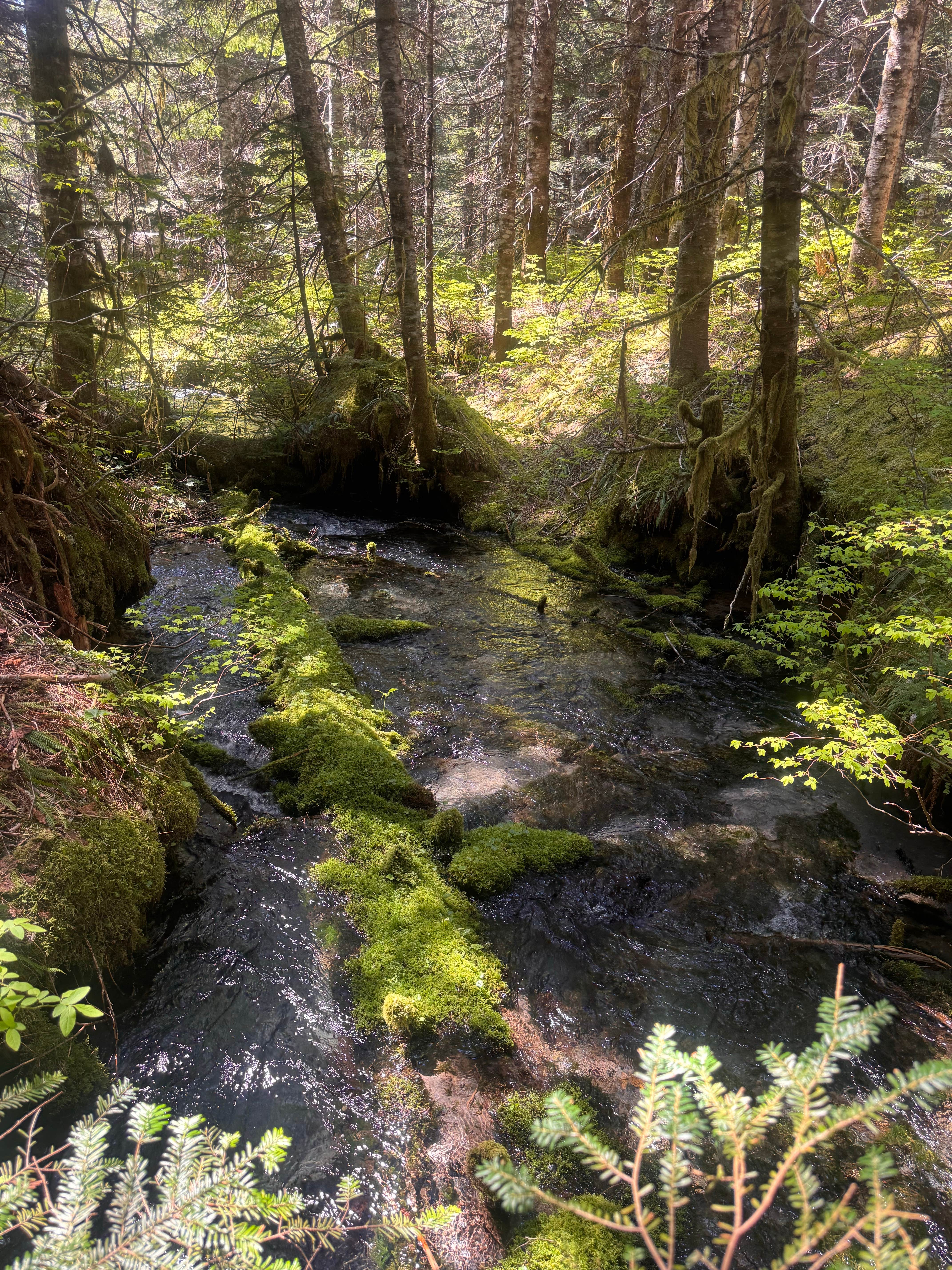 Camper-submitted photo at lava canyon, Cougar, Washington near Silverlake, WA