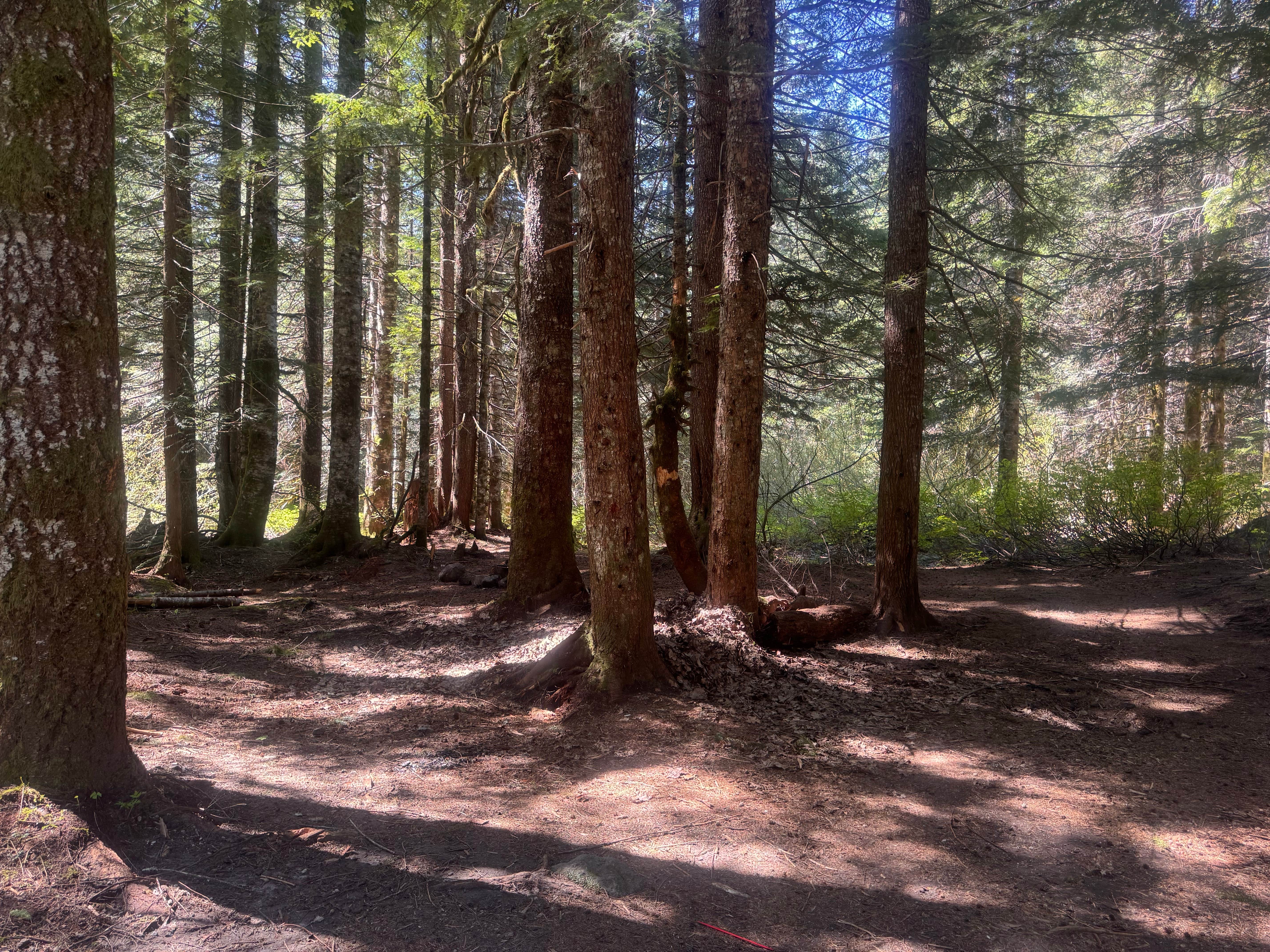 Camper-submitted photo at lava canyon, Cougar, Washington near Silverlake, WA
