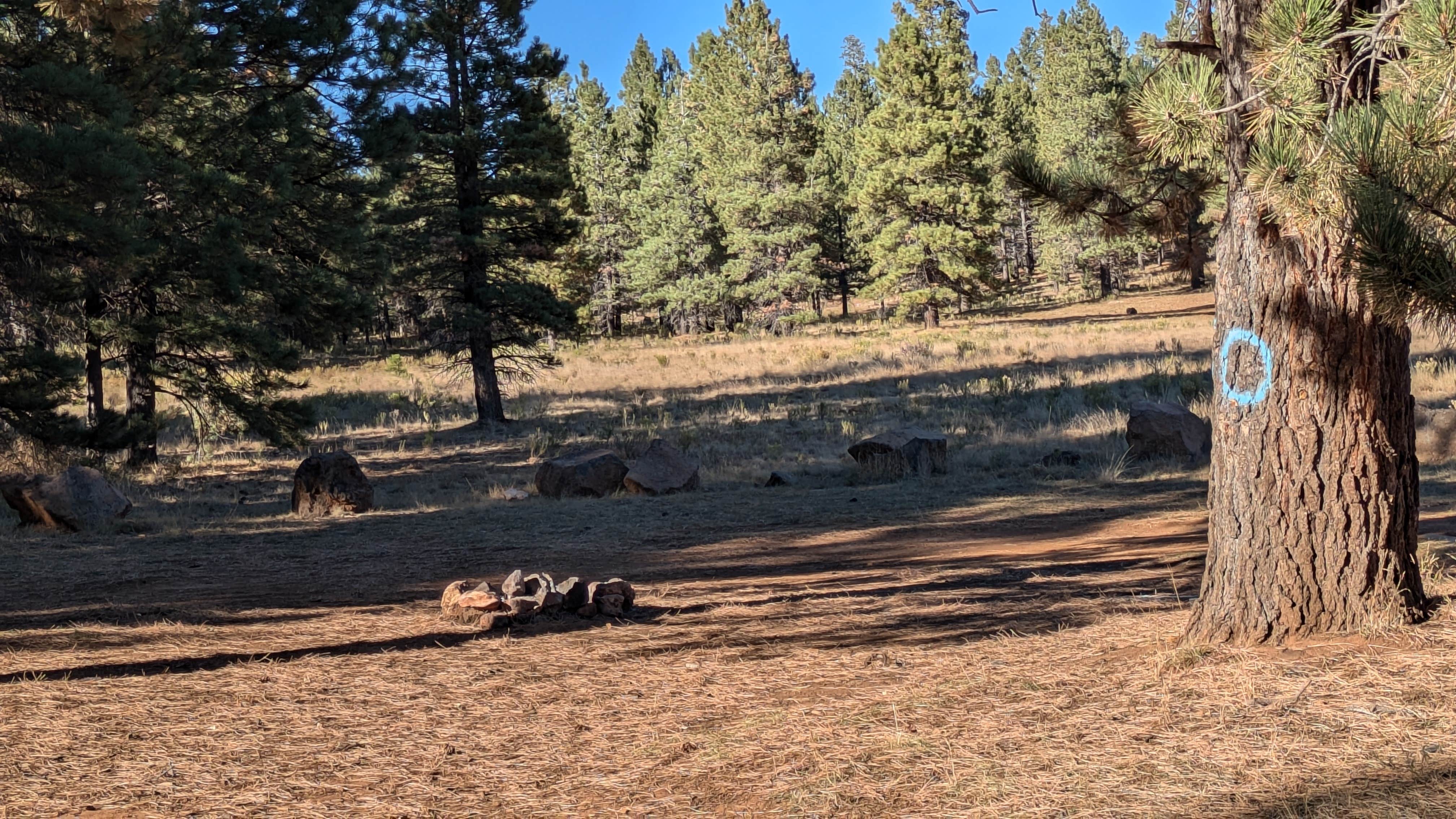 Camper-submitted photo at Lava Flat Dispersed Camping Area near Duck Creek Village, UT