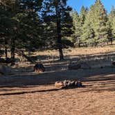 Review photo of Lava Flat Dispersed Camping Area by Greg L., October 4, 2024