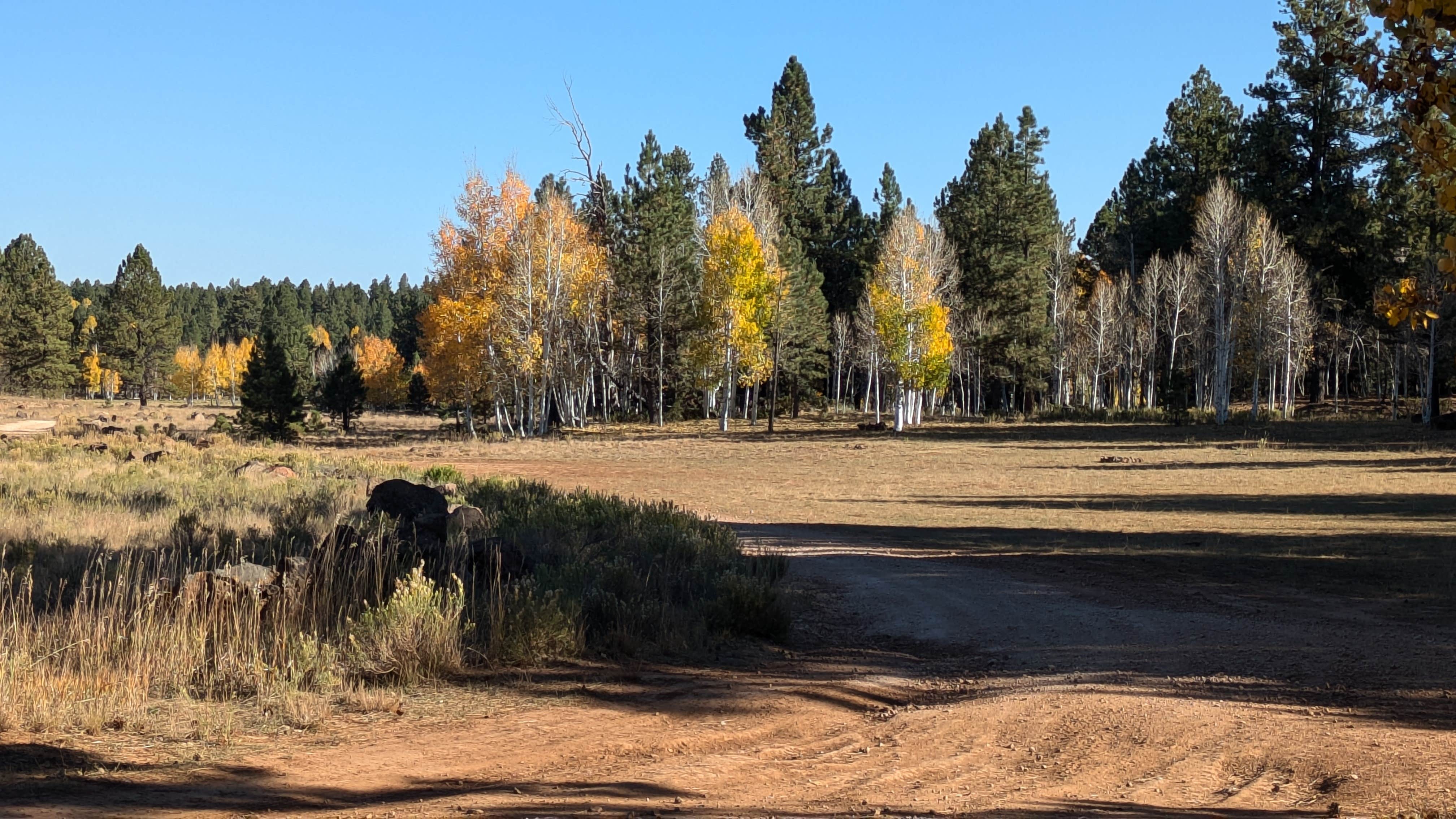 Camper-submitted photo at Lava Flat Dispersed Camping Area near Duck Creek Village, UT
