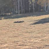 Review photo of Lava Flat Dispersed Camping Area by Greg L., October 4, 2024