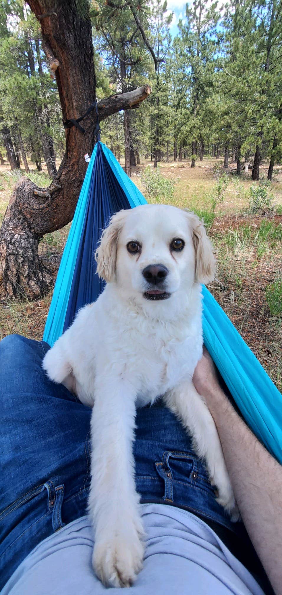 Stephanie W.'s photo of camping with pets at Lava Flats Dispersed Camping near Cedar City, UT