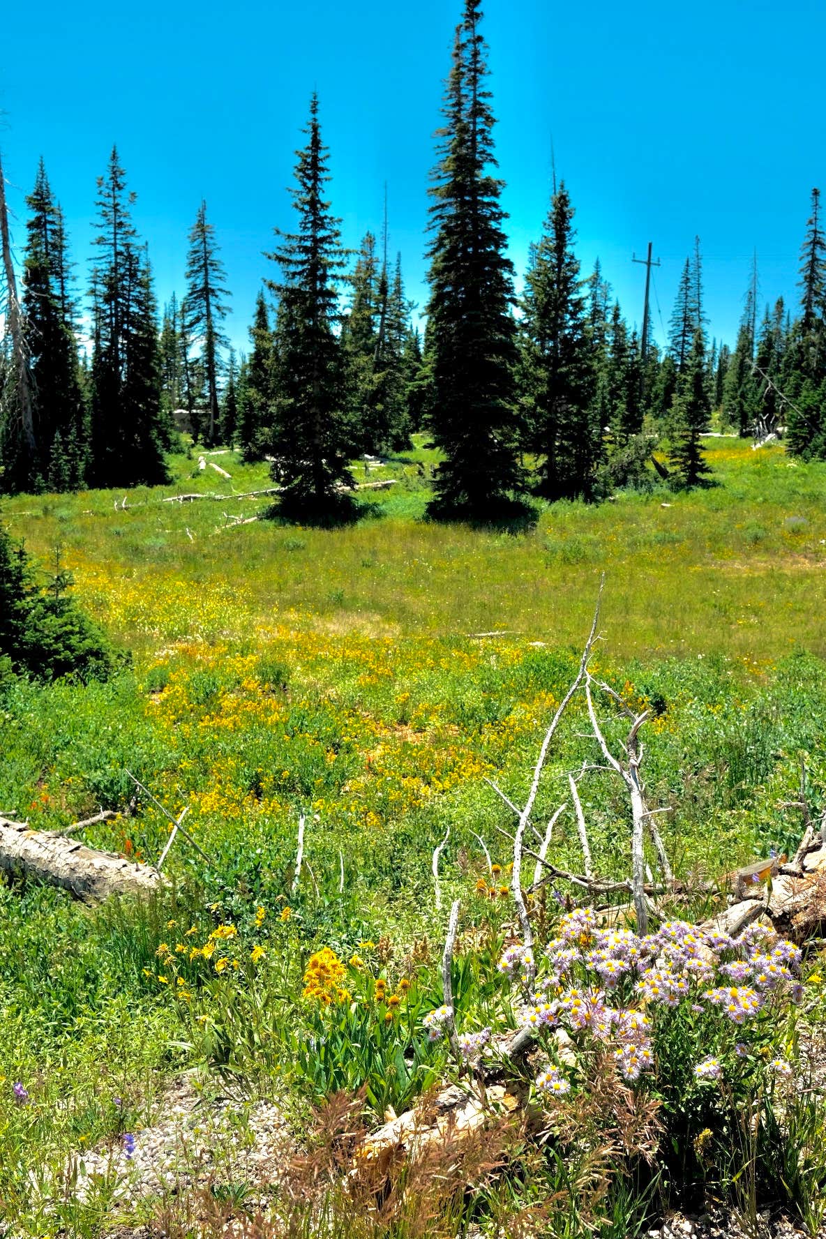 Camper-submitted photo at Lava Flats Dispersed Camping near Duck Creek Village, UT
