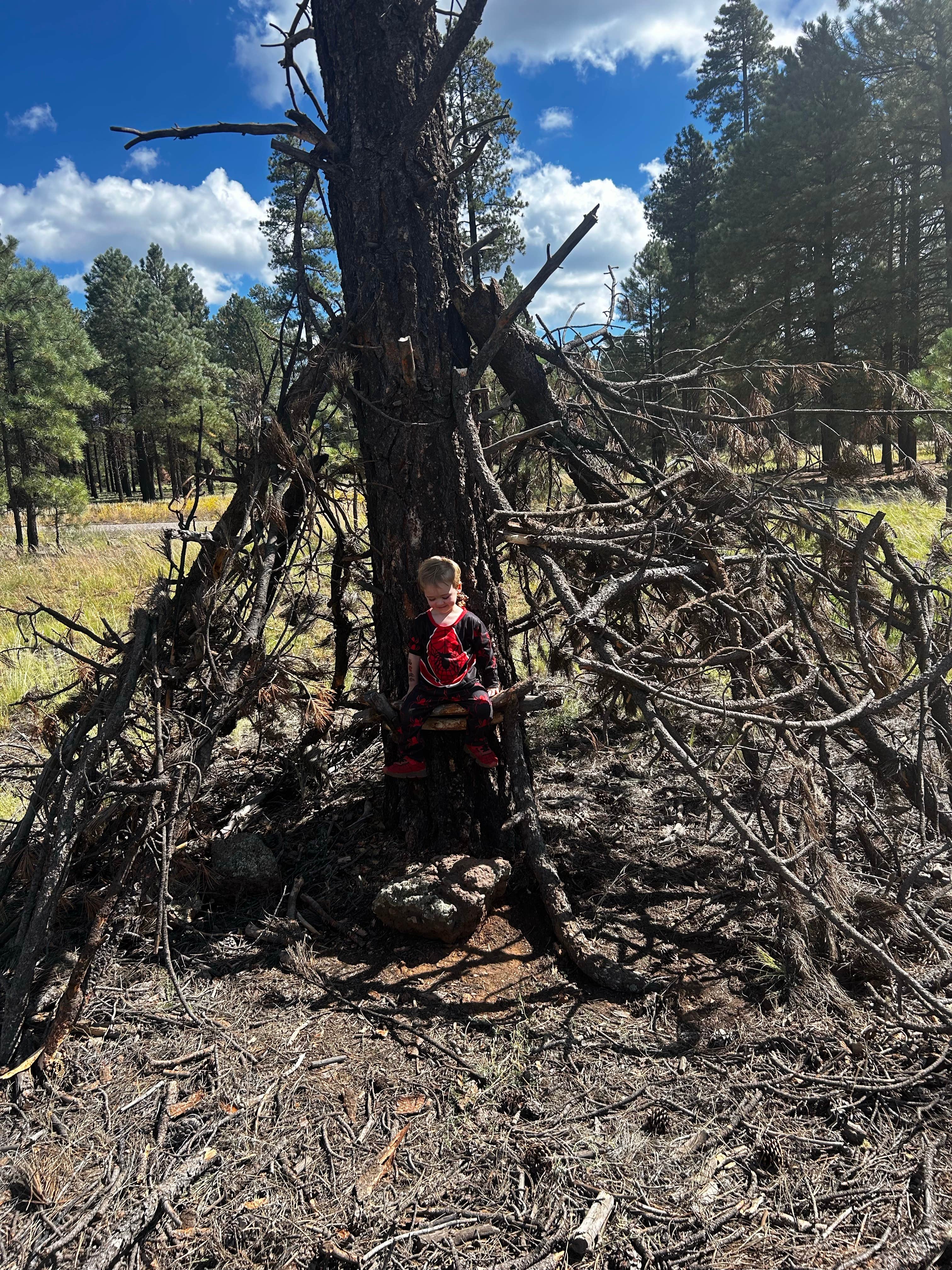 Camper submitted image from Lava Tube Cave Path on Forest Road 171 - 3