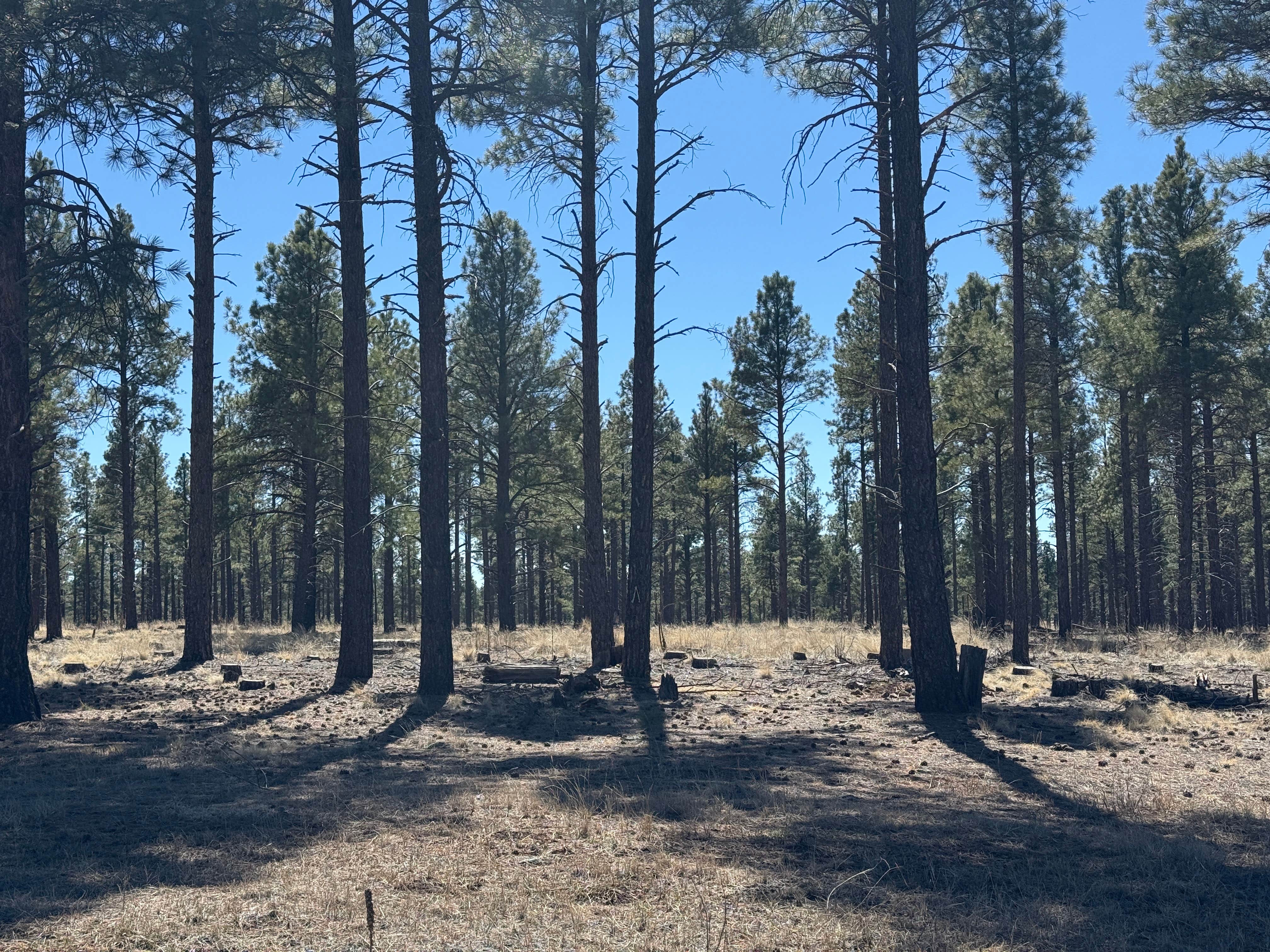 Camper-submitted photo at Lava Tube Cave Path on Forest Road 171 near Parks, AZ