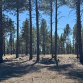 Review photo of Lava Tube Cave Path on Forest Road 171 by Ian B., March 13, 2026