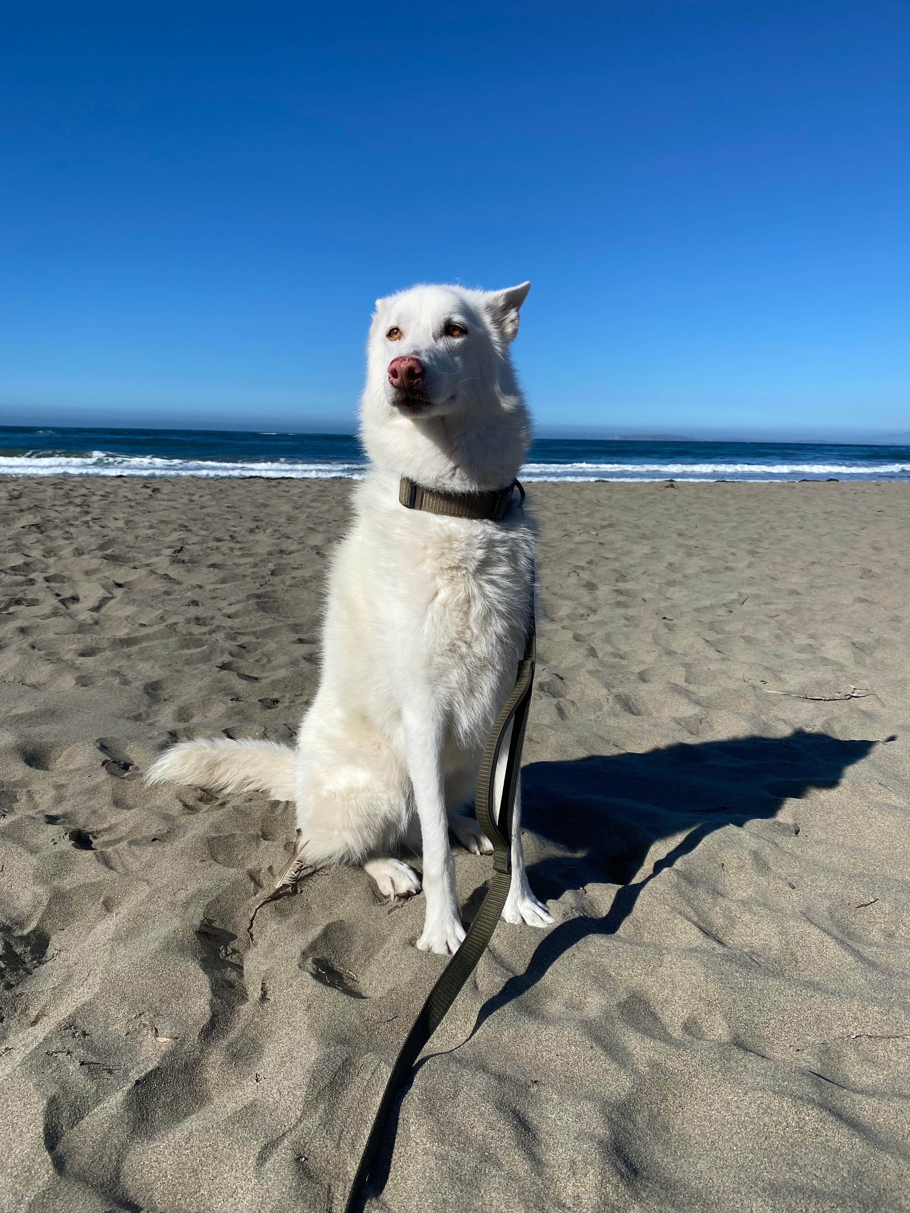 kaela L.'s photo of camping with pets at Lawson's Landing near Santa Rosa, CA