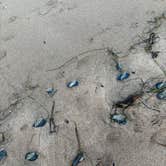 Review photo of Lawson's Landing by Sabrina V., July 29, 2025