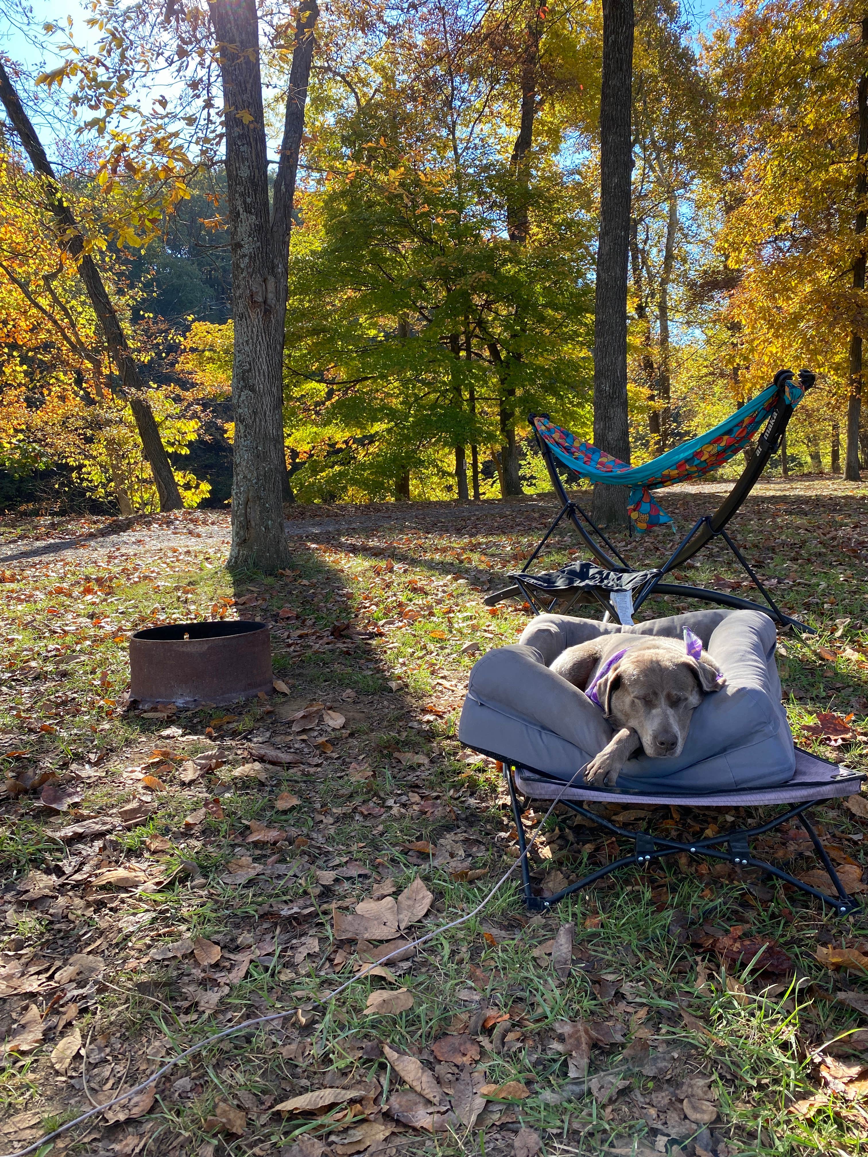 Heather's photo of camping with pets at Lazy A Campground near Chesapeake and Ohio Canal National Historical Park