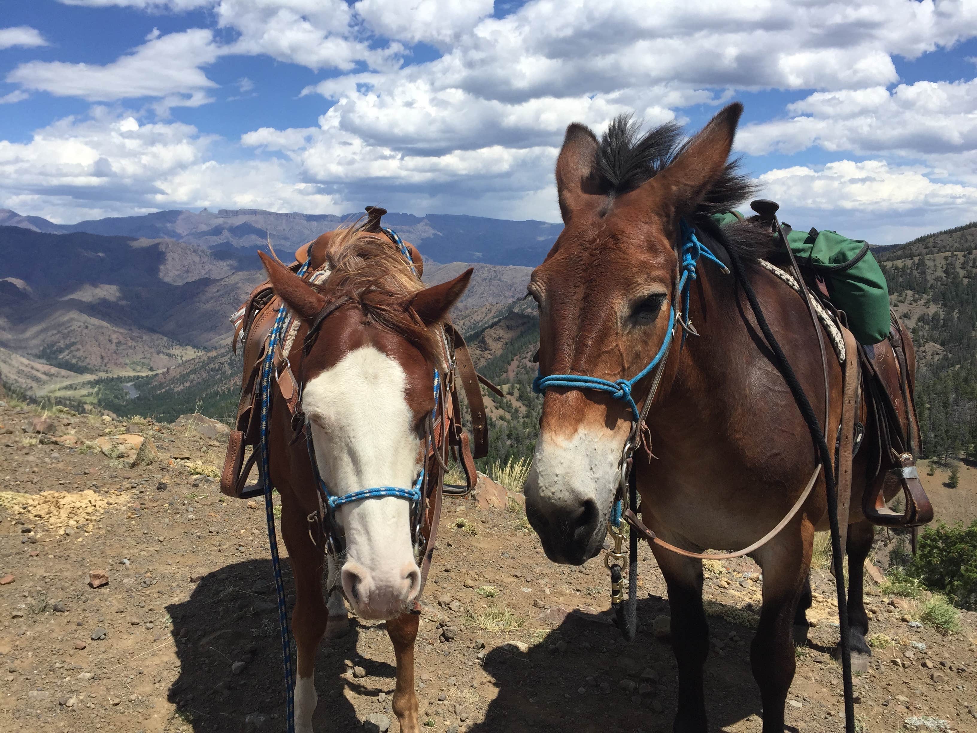 Megan & Jay C.'s photo of camping with a horse at Lazy D C Bar Ranch near Big Arm, MT