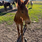 Review photo of Lazy D C Bar Ranch by DEBRA M., July 11, 2026