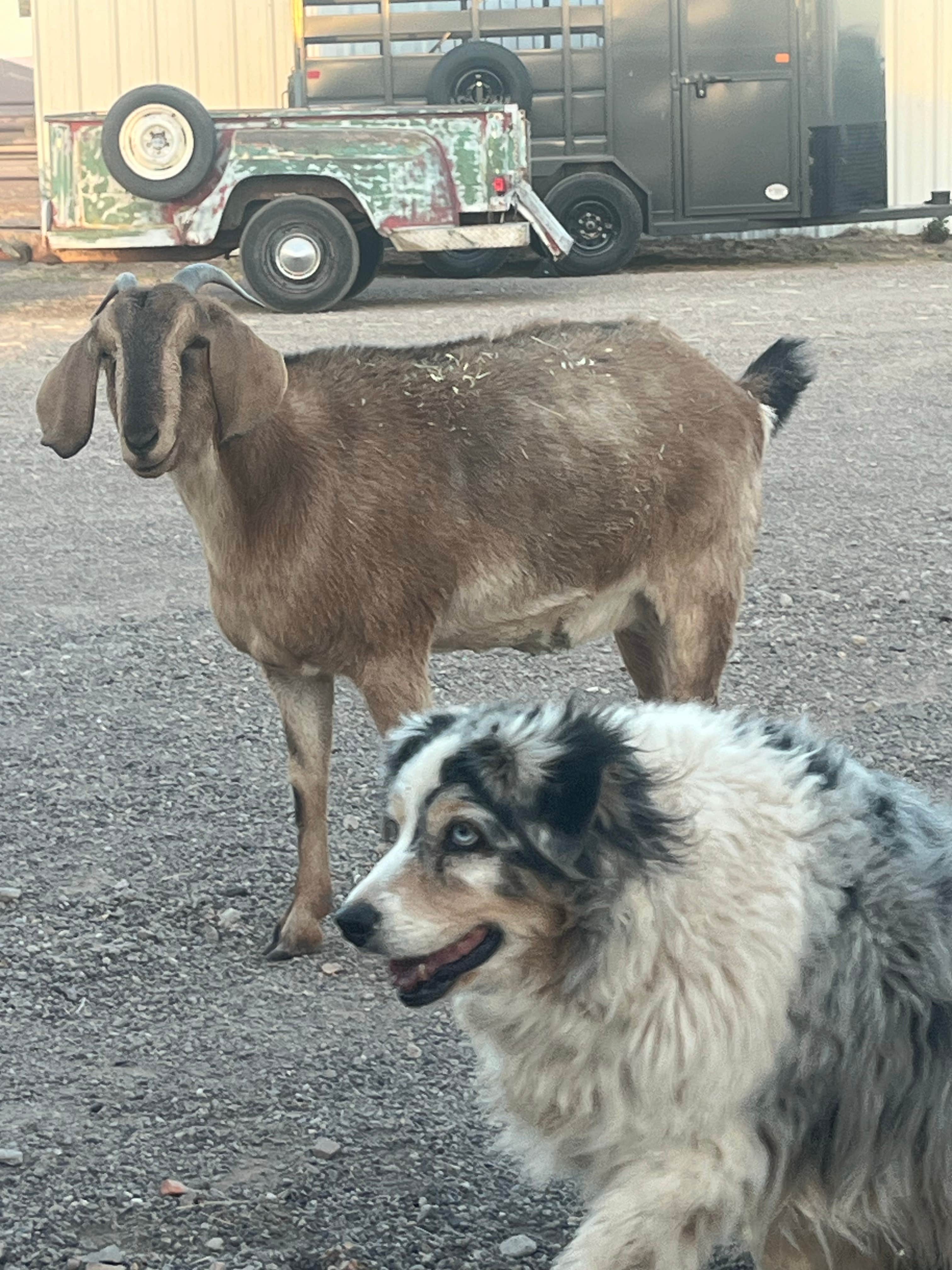 Kirk J.'s photo of camping with pets at Lazy Horse Ranch near Dragoon, AZ