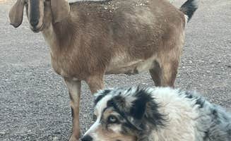 Kirk J.'s photo of camping with pets at Lazy Horse Ranch near Dragoon, AZ