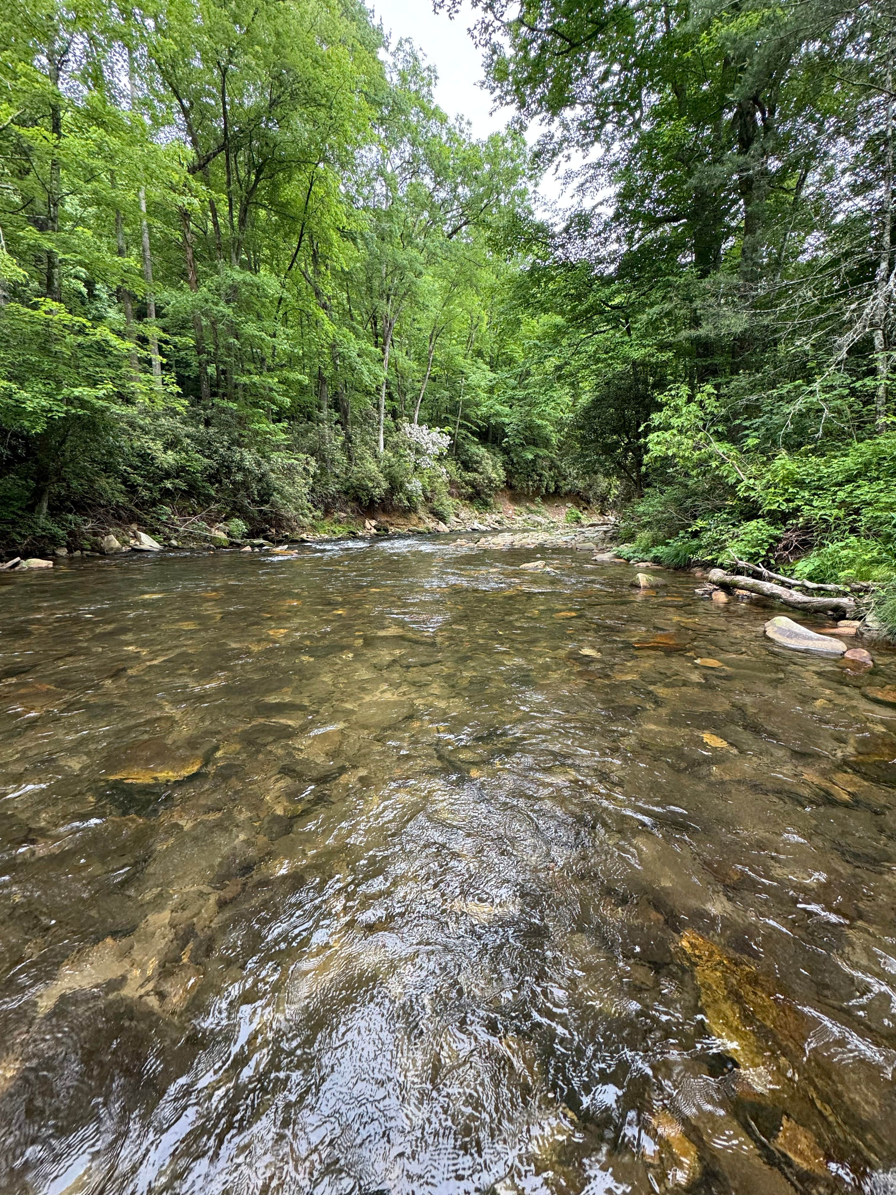 Camper-submitted photo at Lazy J Campground near Pisgah Forest, NC