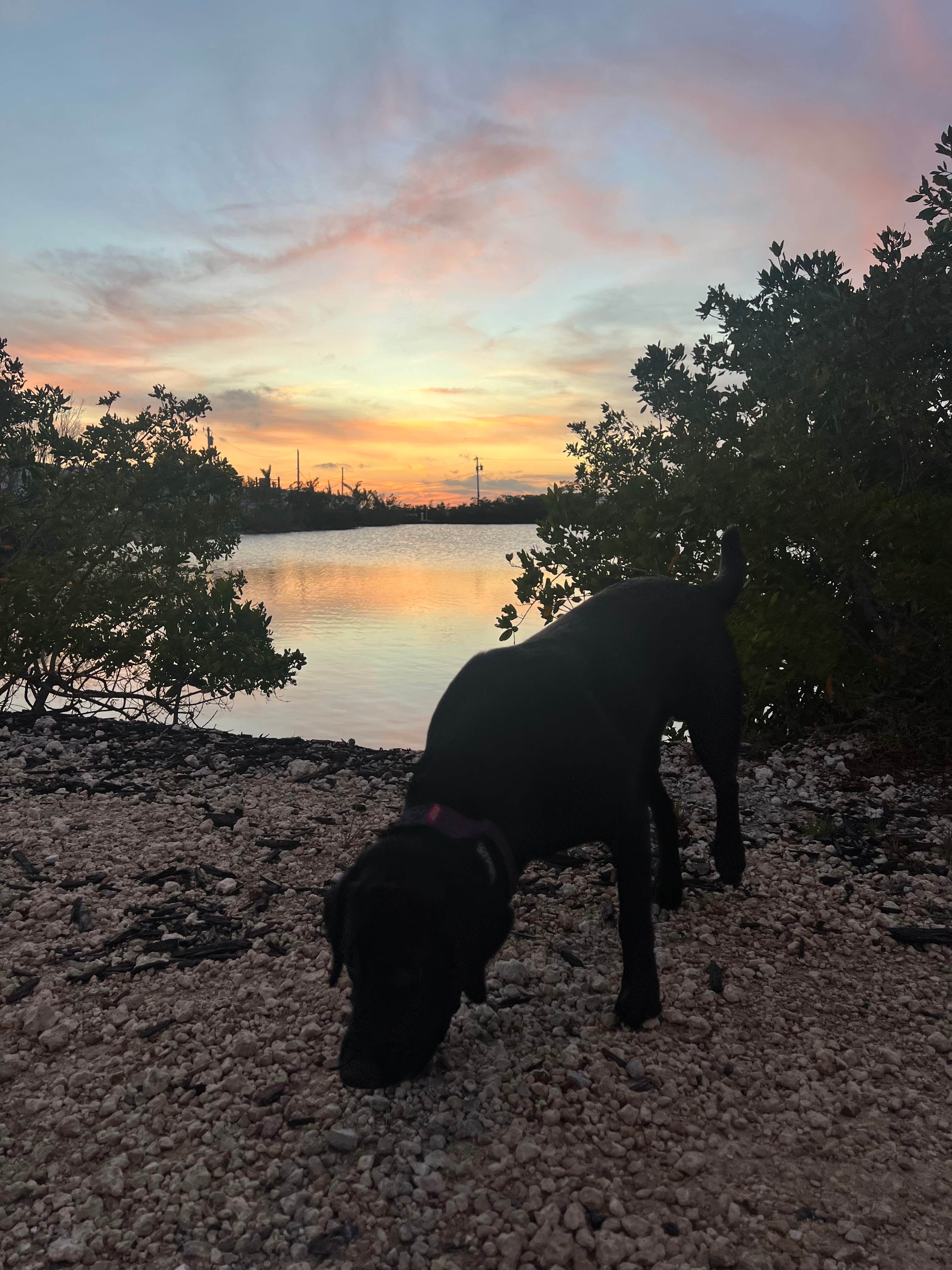 Alexa D.'s photo of camping with pets at Sugarloaf Key RV Resort & Cottages near Key West, FL