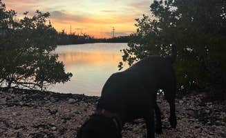 Alexa D.'s photo of camping with pets at Sugarloaf Key RV Resort & Cottages near Key West, FL