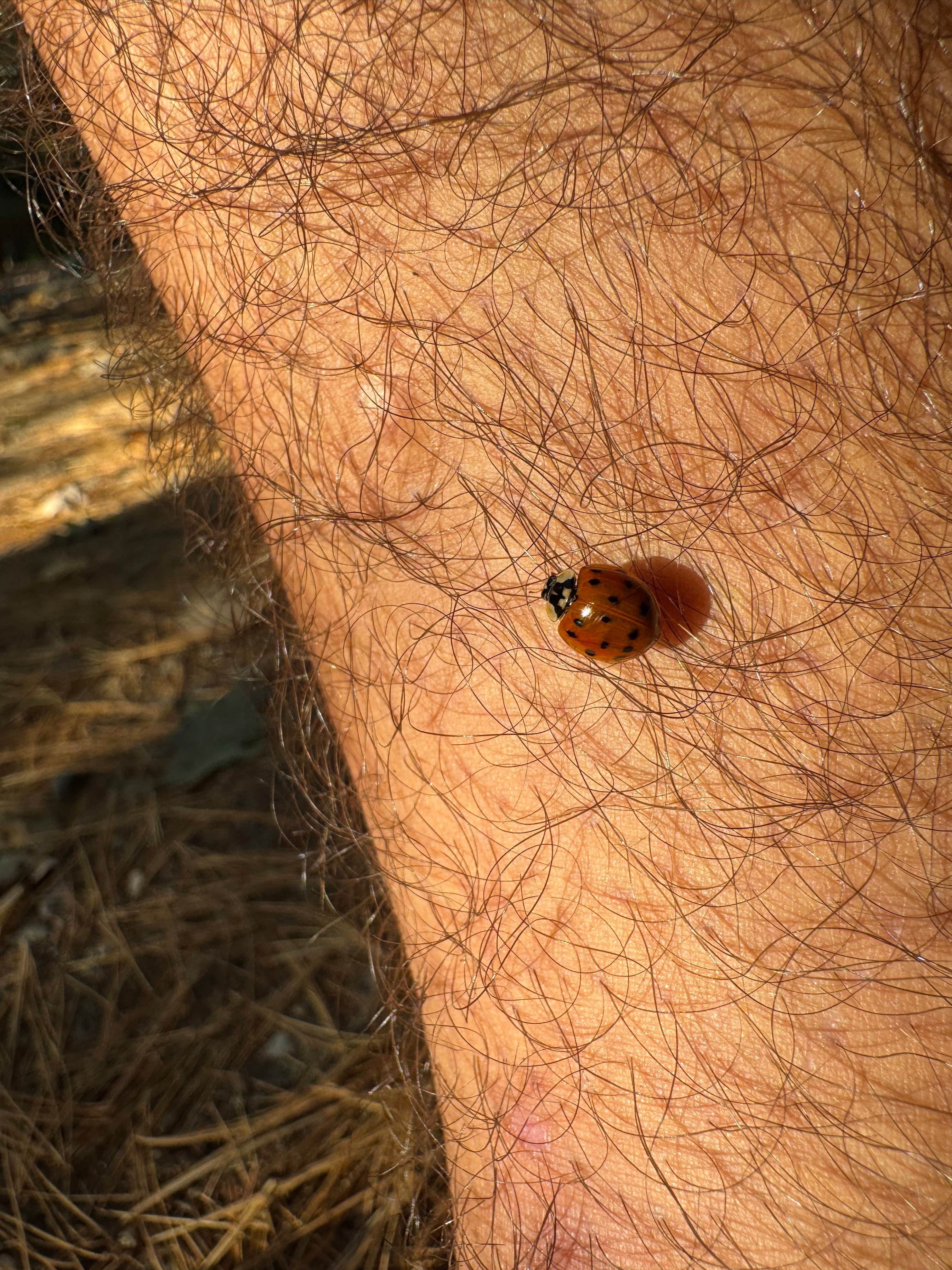 Camper-submitted photo at Lazy Tom Bog Primitive Campsite near Rockwood, ME