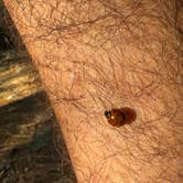 Review photo of Lazy Tom Bog Primitive Campsite by Tim M., October 23, 2025