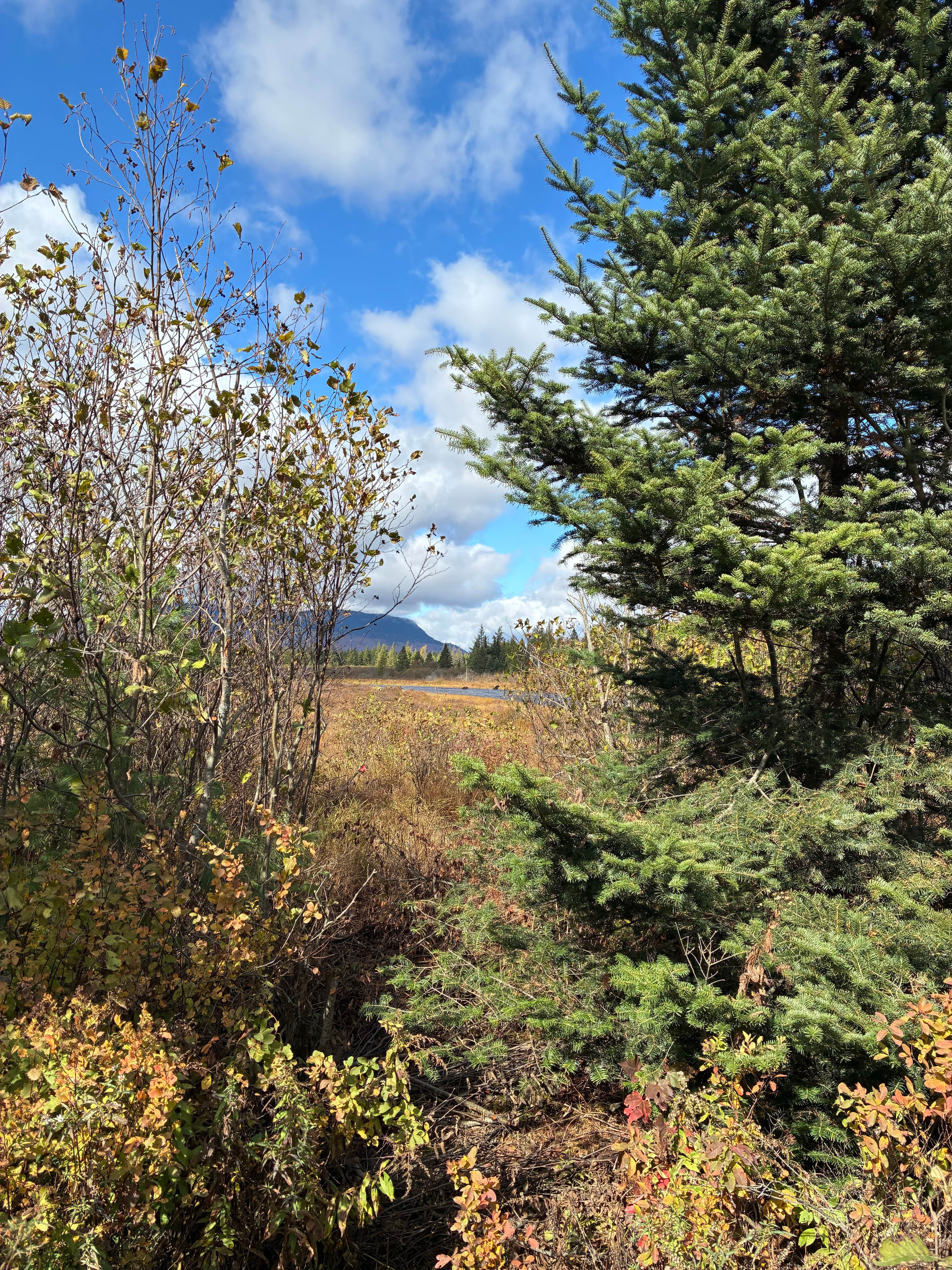 Camper-submitted photo at Lazy Tom Bog Primitive Campsite in Maine