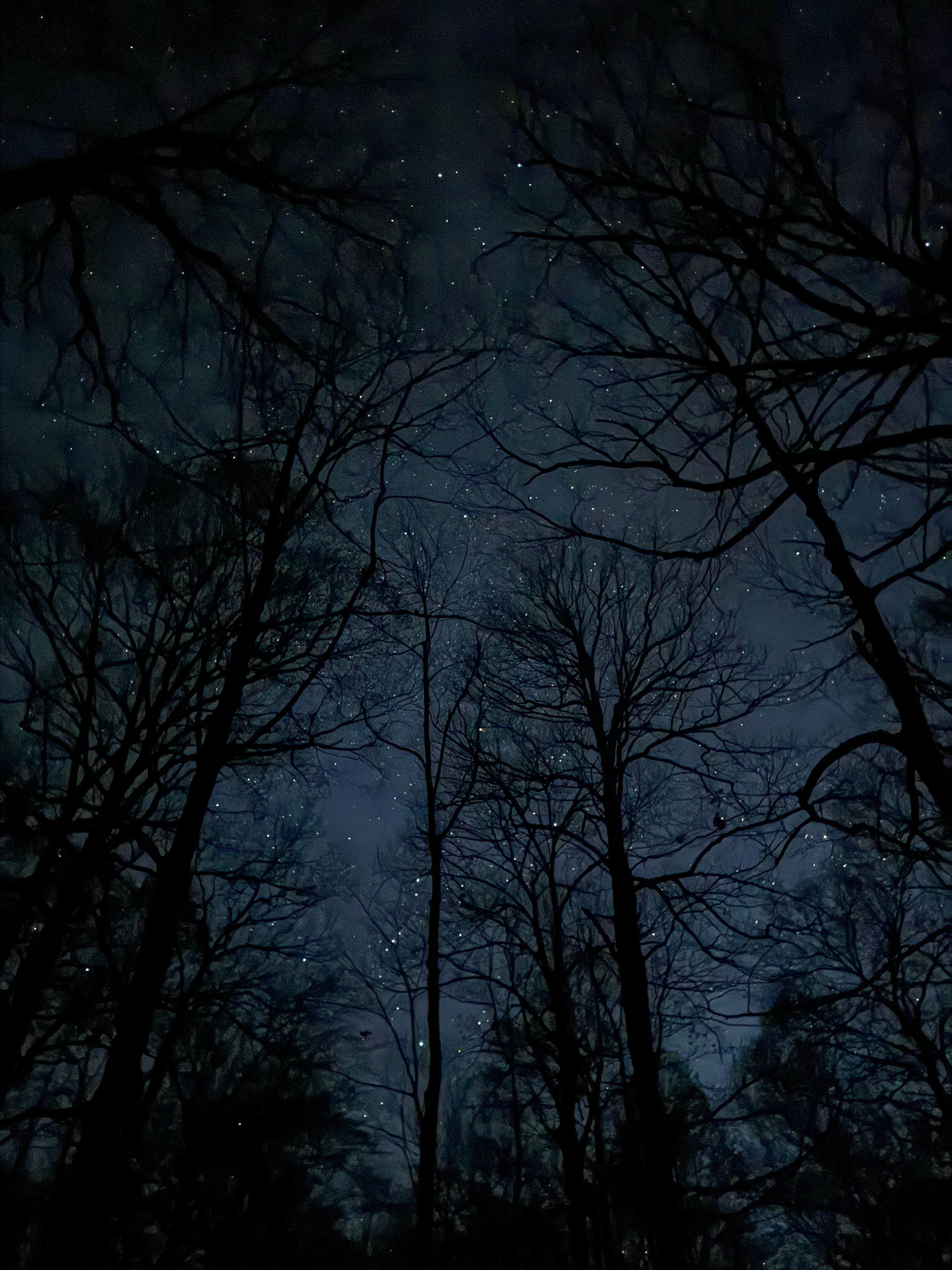 Camper-submitted photo at LBL FS-326 near Oak Grove, KY