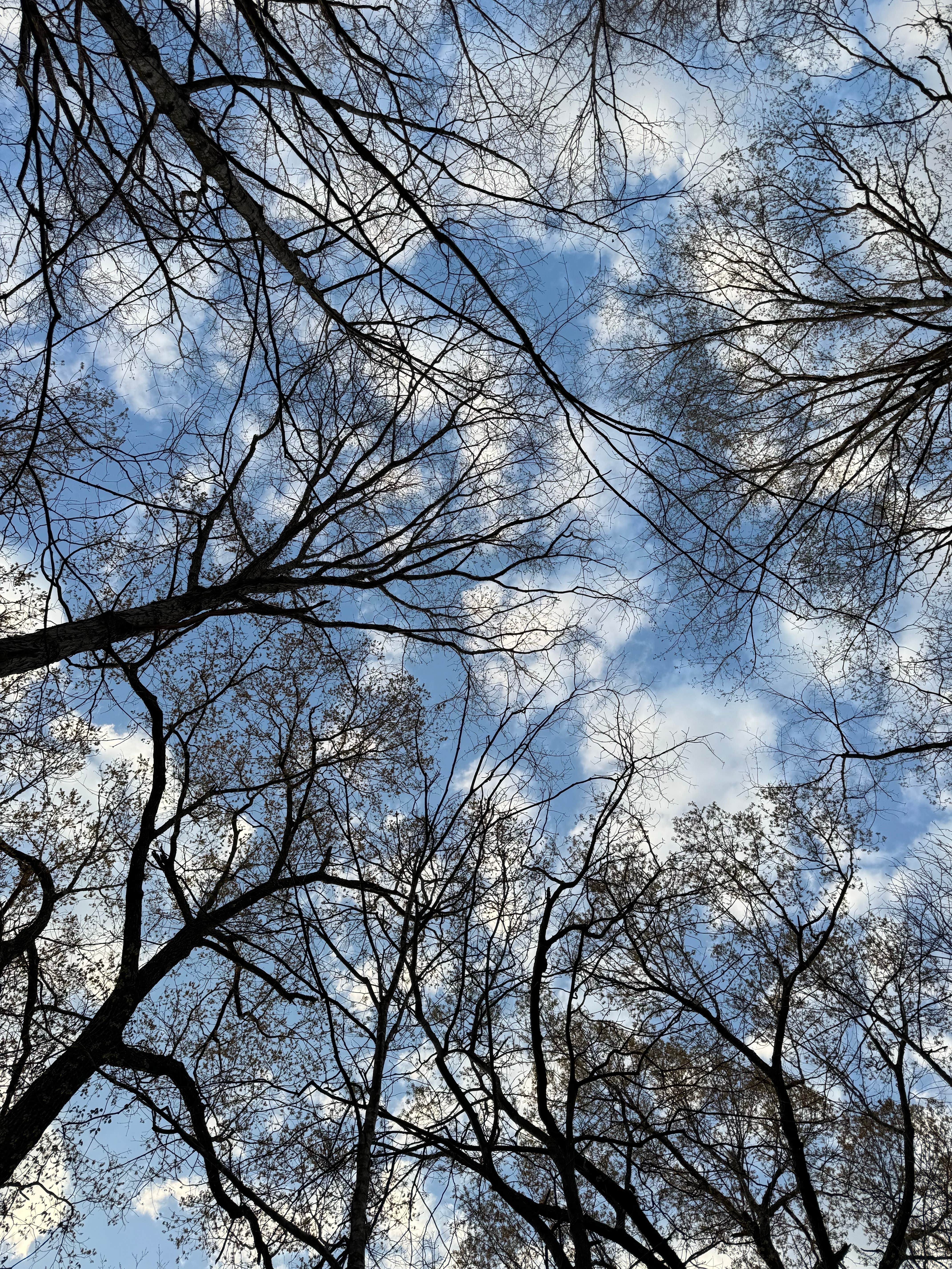 Camper-submitted photo at LBL FS-326 near Oak Grove, KY