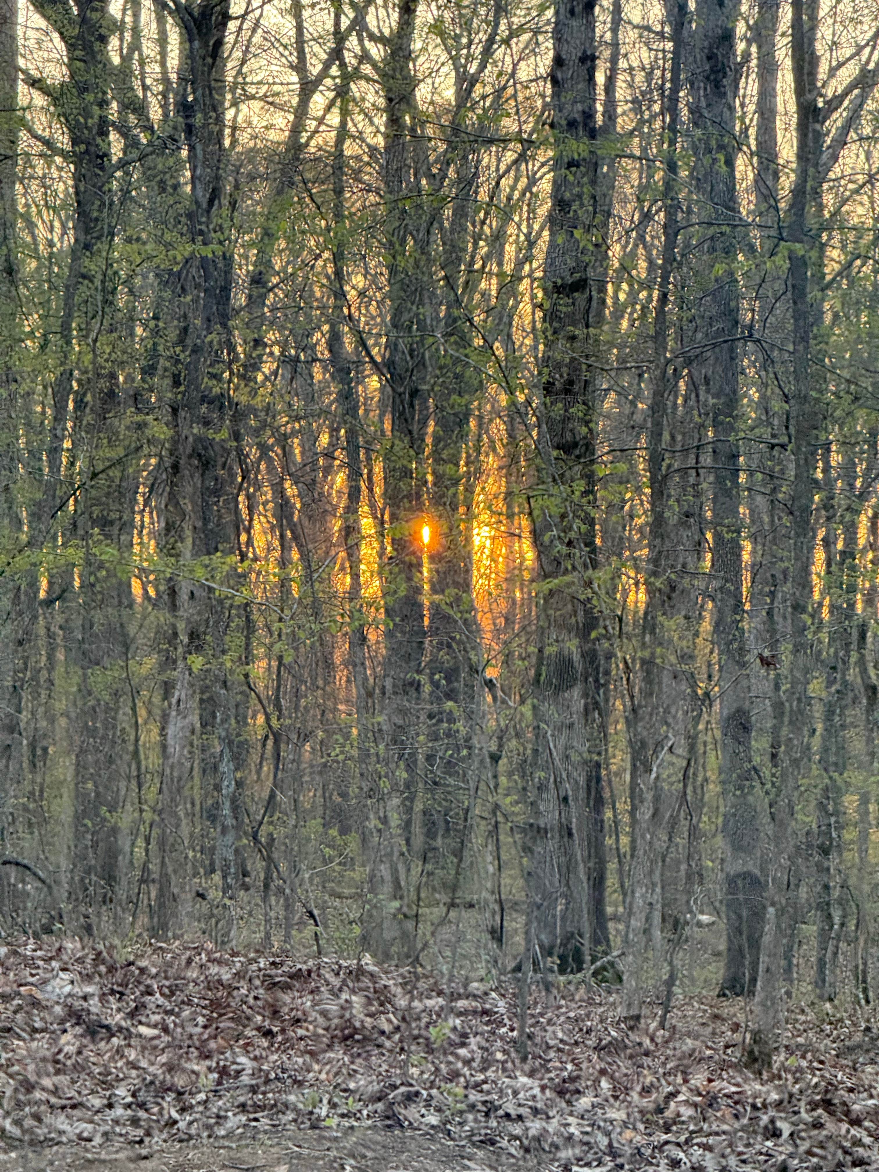 Andrea L.'s photo of a dispersed camping area at LBL FS-326 near Oak Grove, KY