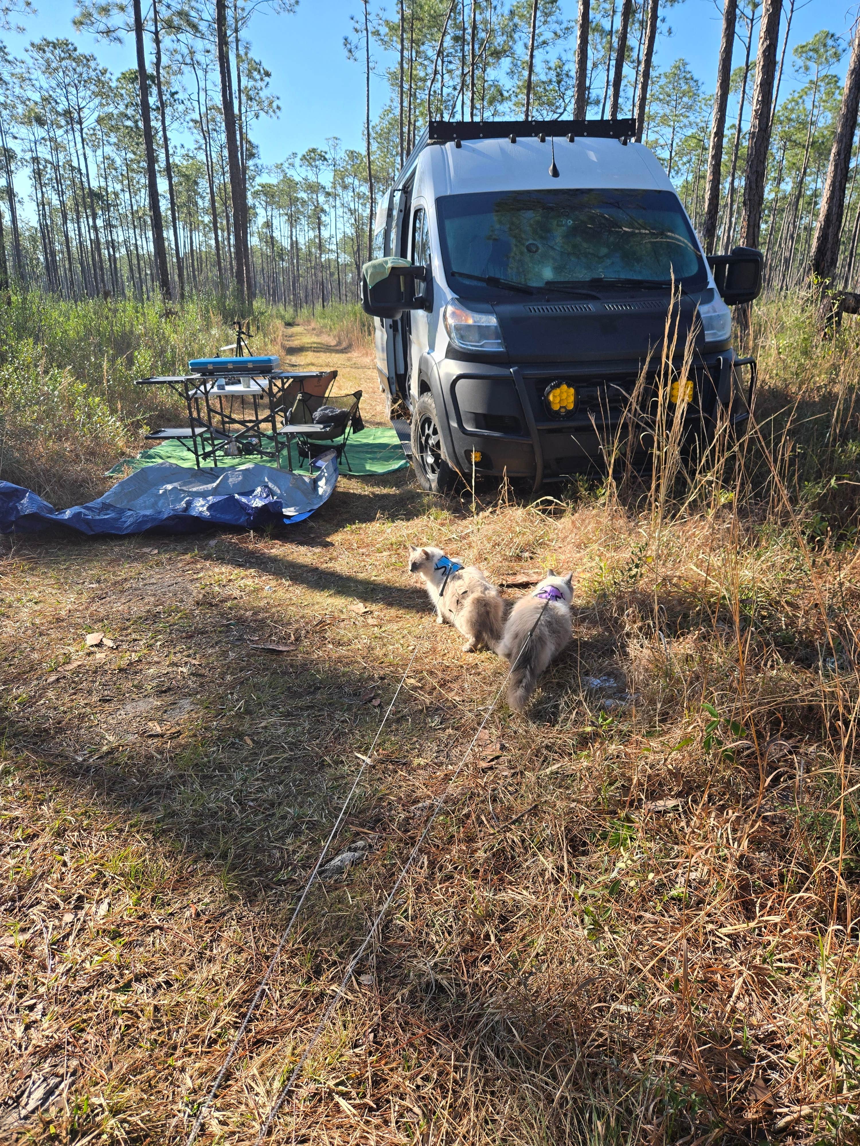 Camper-submitted photo at Leaf Wilderness Area near De Soto National Forest