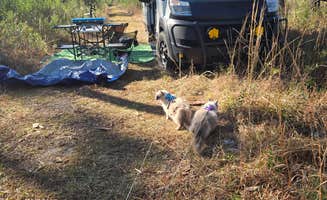 Ethan B.'s photo of camping with pets at Leaf Wilderness Area in Mississippi