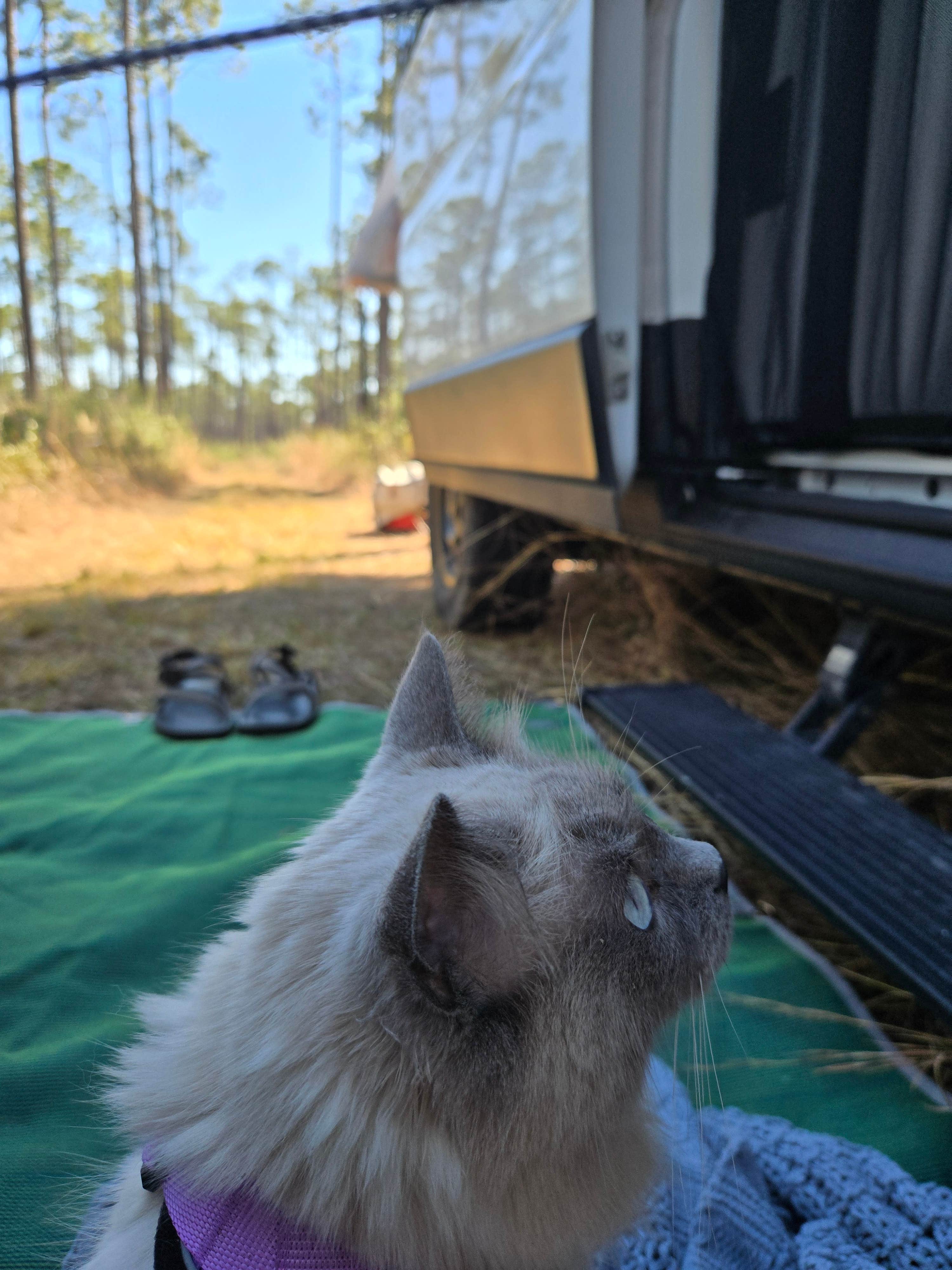 Camper-submitted photo at Leaf Wilderness Area near De Soto National Forest