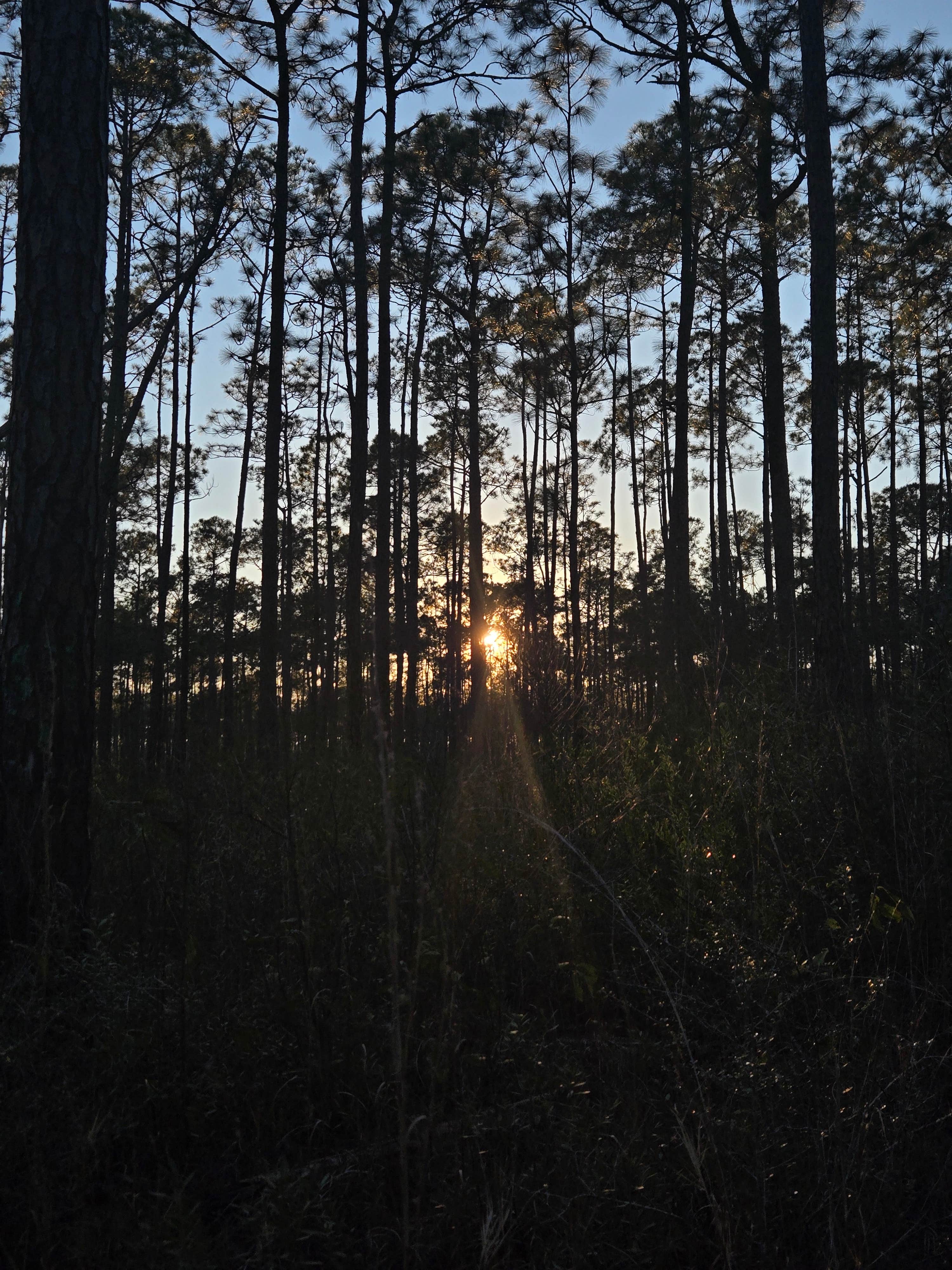 Ethan B.'s photo of a dispersed camping area at Leaf Wilderness Area near De Soto National Forest