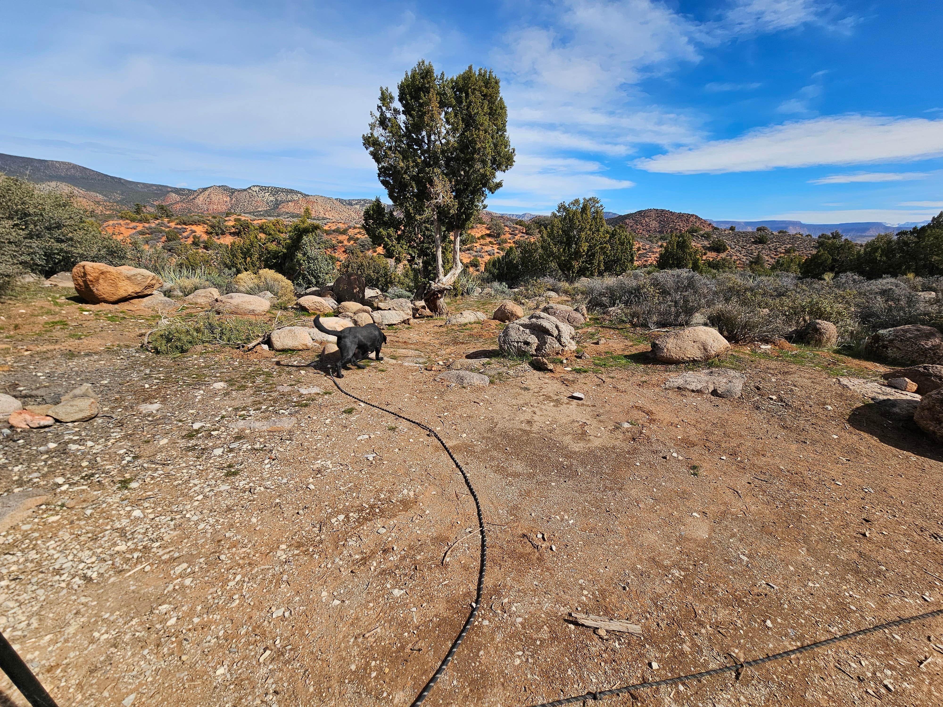 Dominica T.'s photo of camping with pets at Leeds Canyon Dispersed #5 near Dammeron Valley, UT