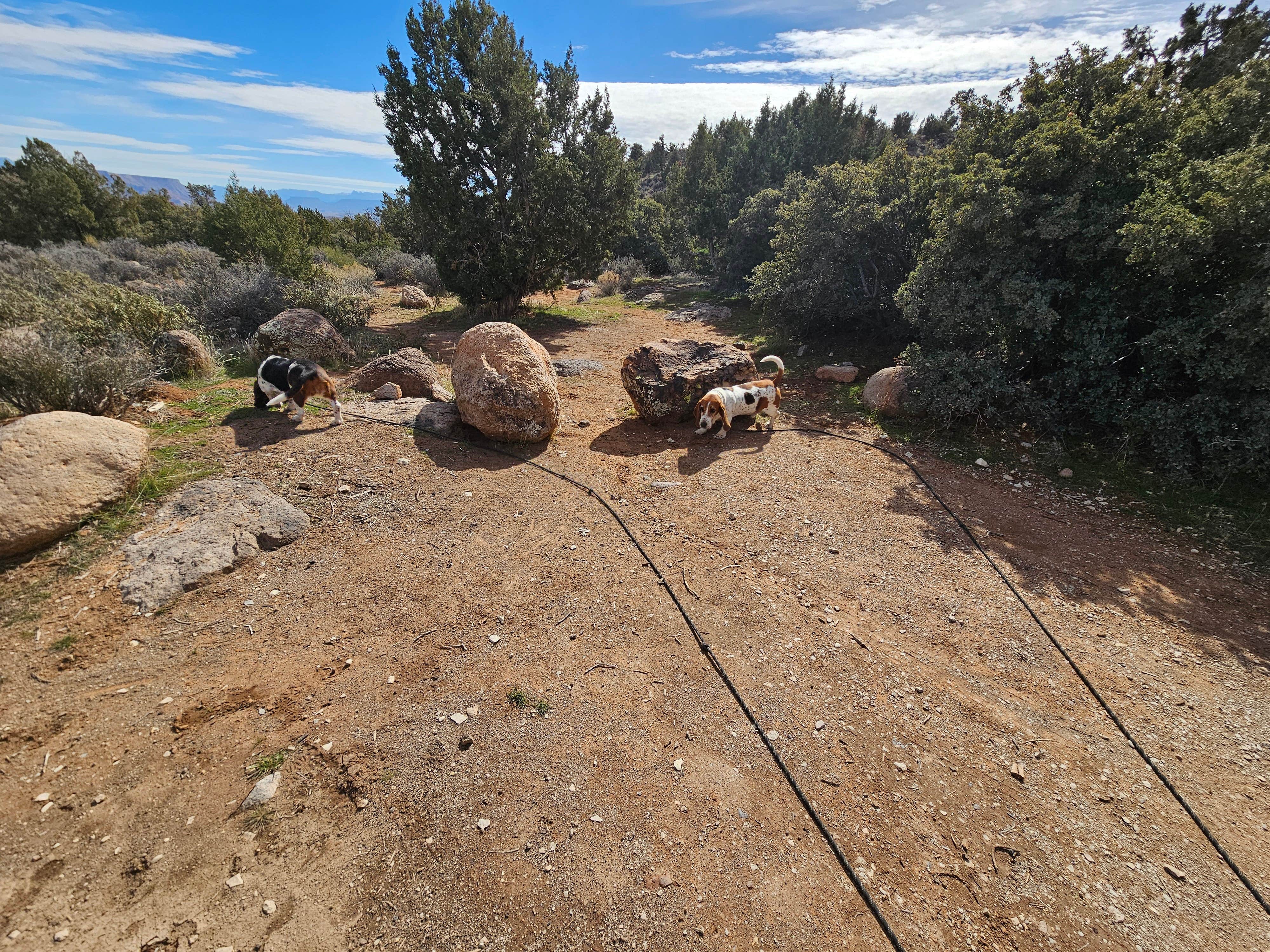 Camper submitted image from Leeds Canyon Dispersed #5 - 4