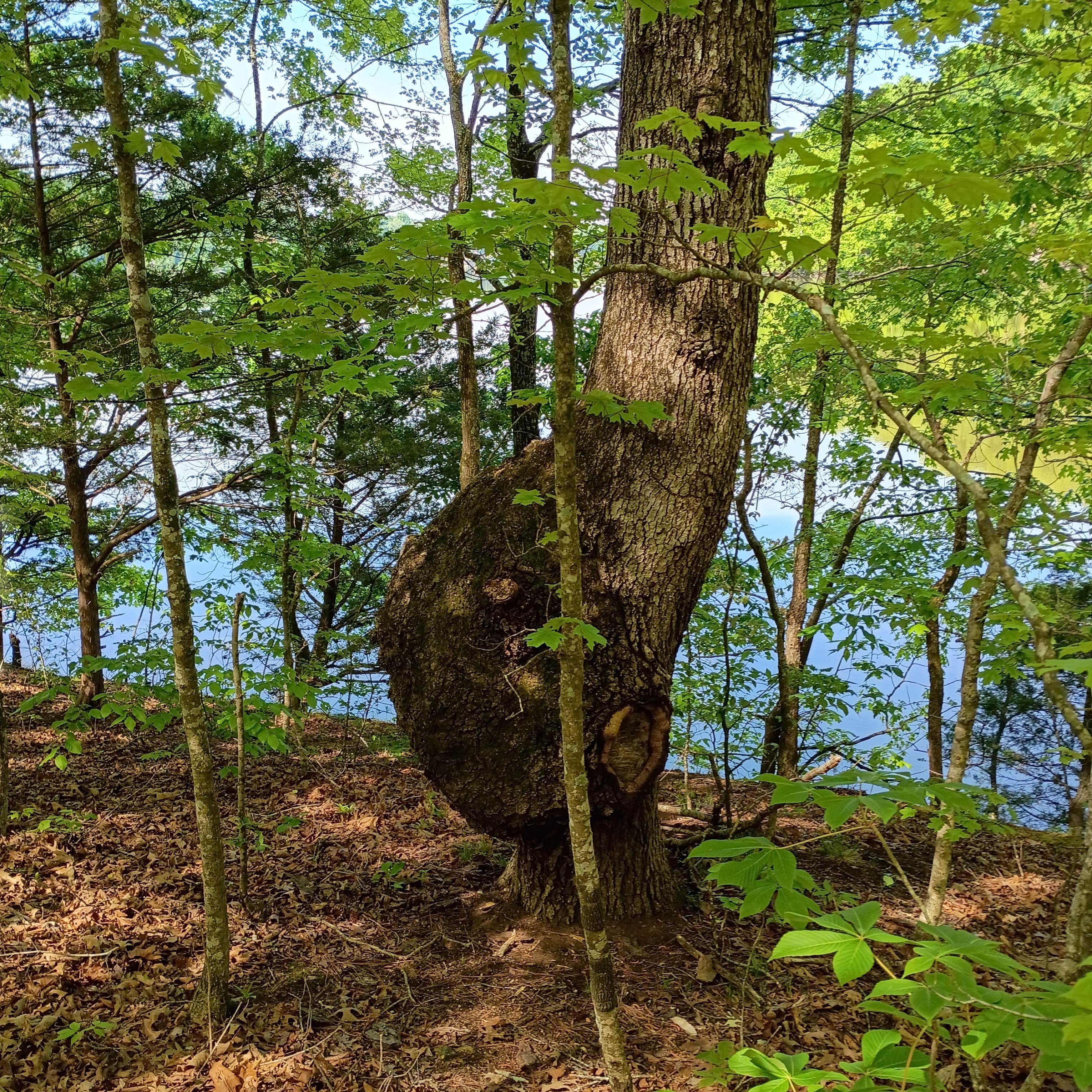 Camper-submitted photo at Lentzville Road near Bear Creek, AL