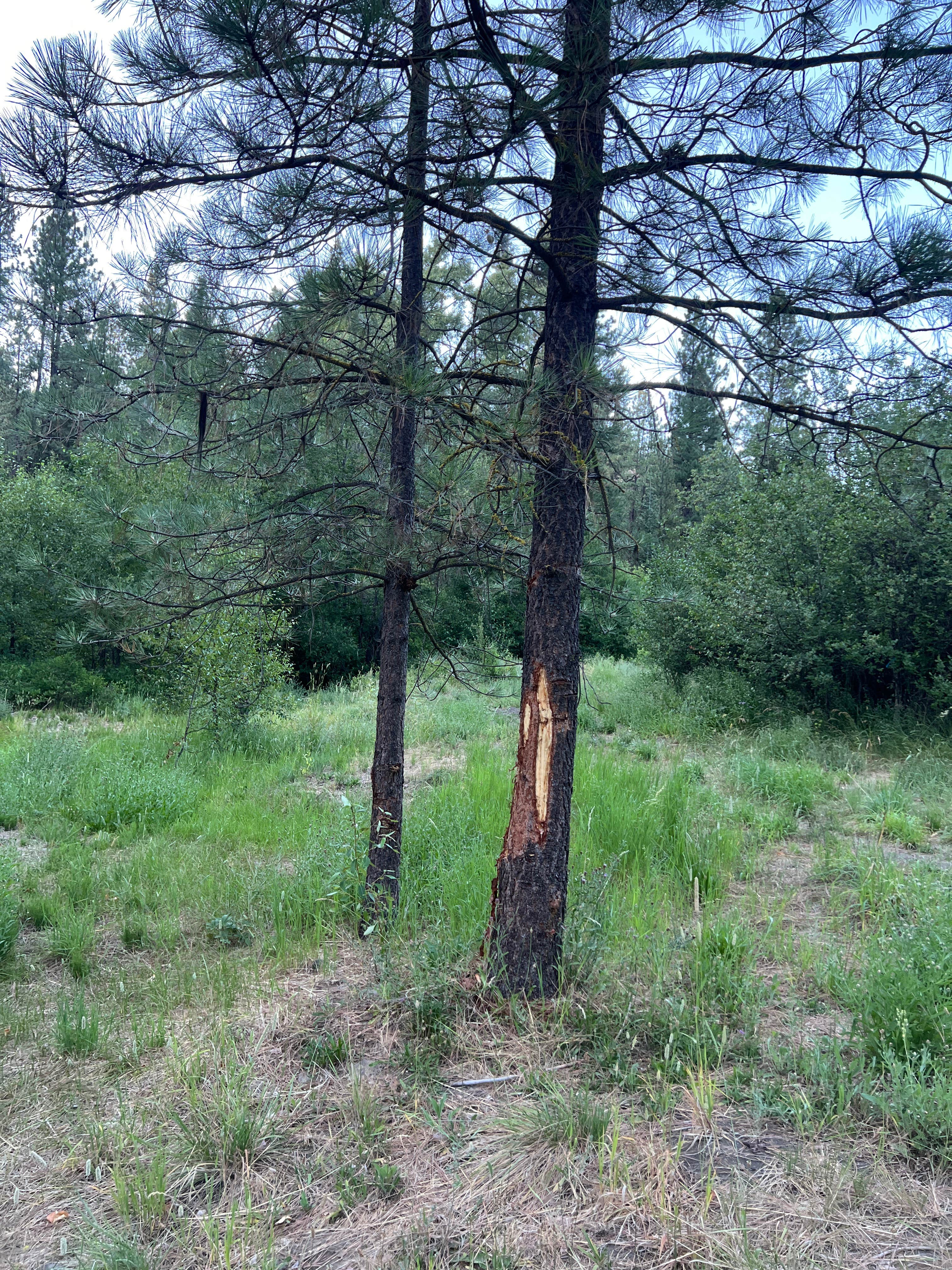 Camper-submitted photo at Liberty Town / Williams Creek Dispersed Camping near Ellensburg, WA