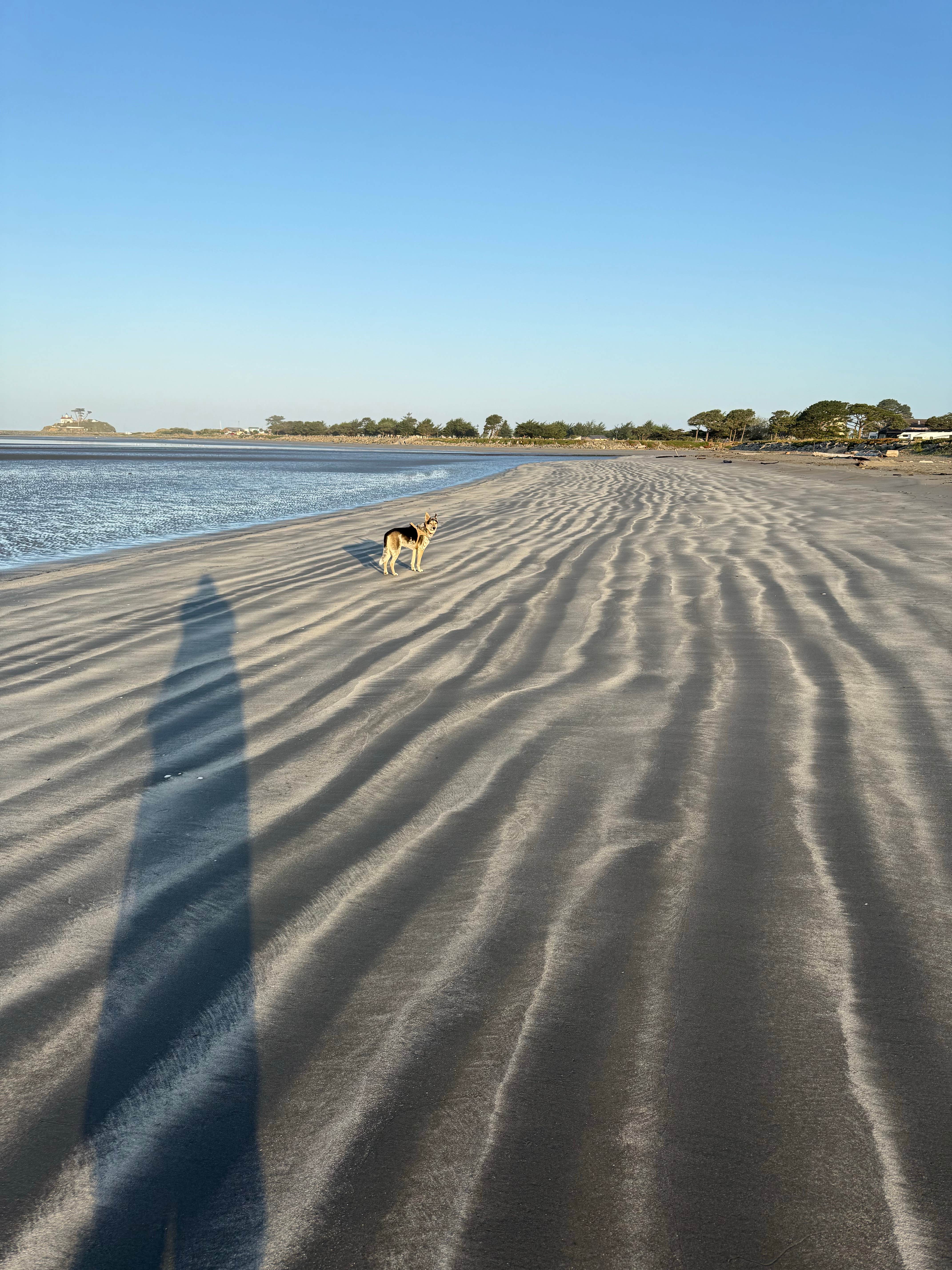 irma C.'s photo of camping with pets at Lighthouse Cove RV Park near Gasquet, CA