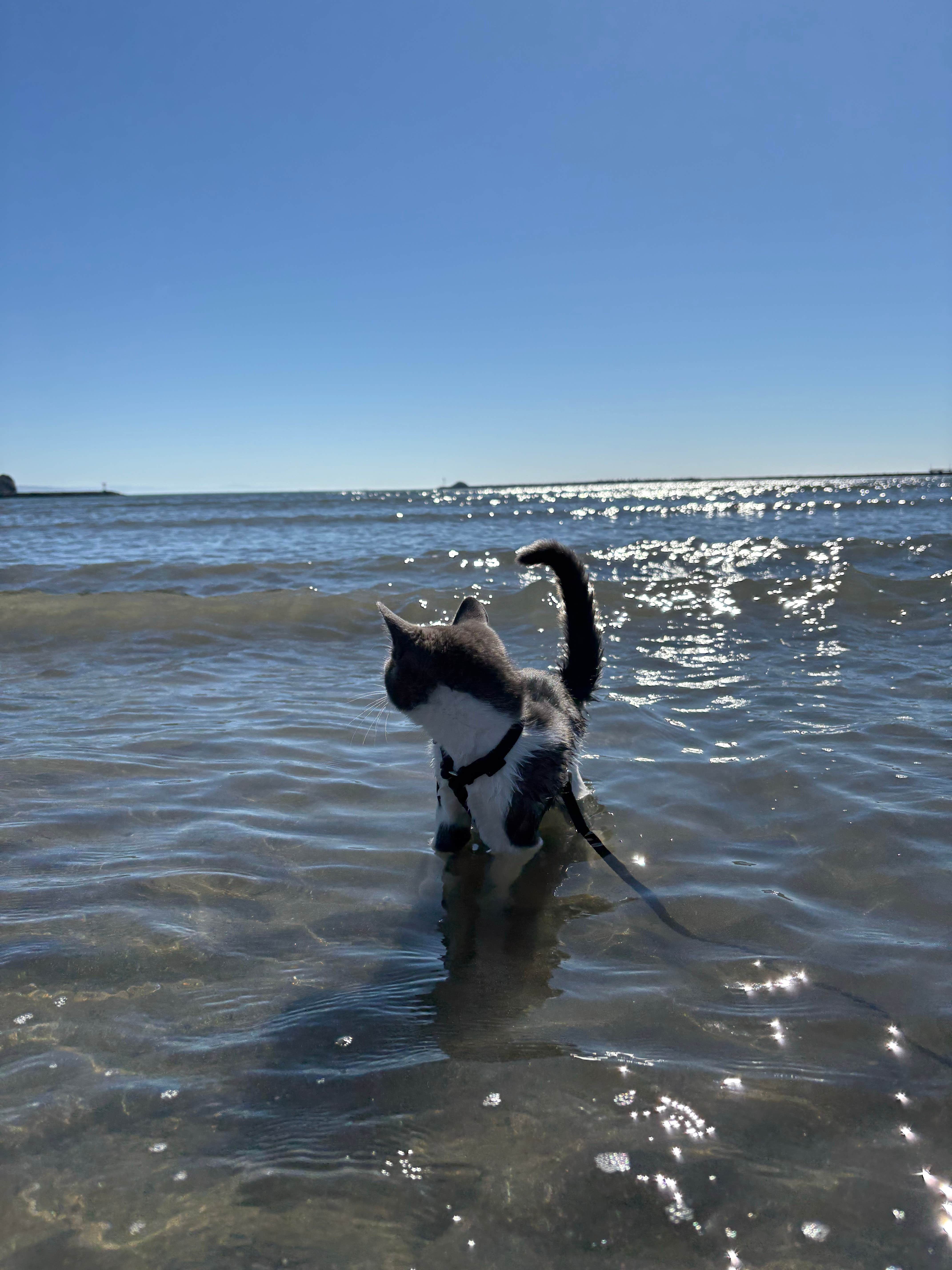 Elise S.'s photo of camping with pets at Lighthouse Cove RV Park near Smith River, CA