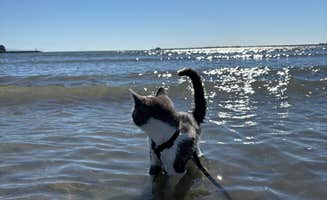 Elise S.'s photo of camping with pets at Lighthouse Cove RV Park near Redwood National Park