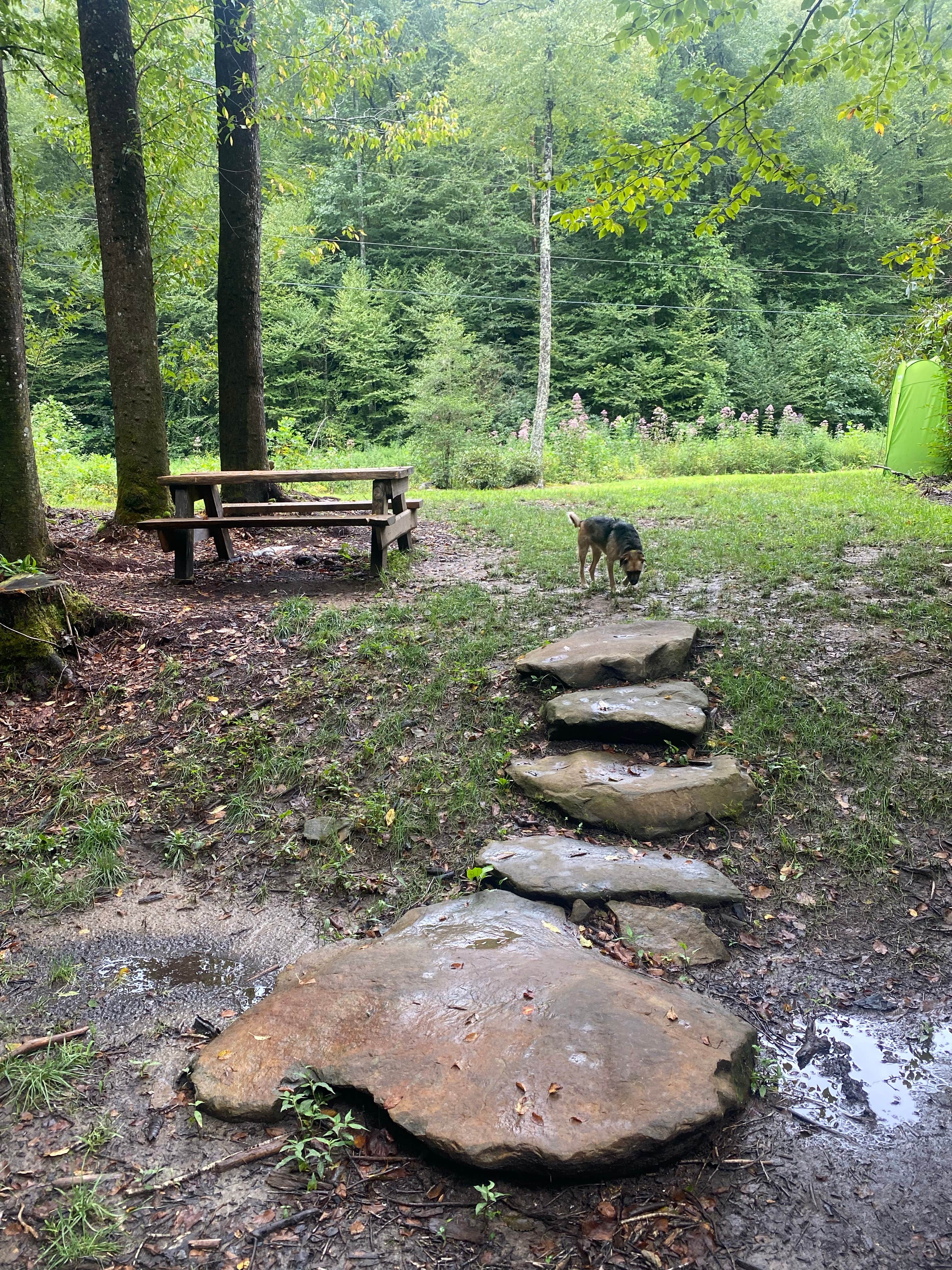 Mitch + Kristi N.'s photo of camping with pets at Lil Snowbird Farm near Marble, NC
